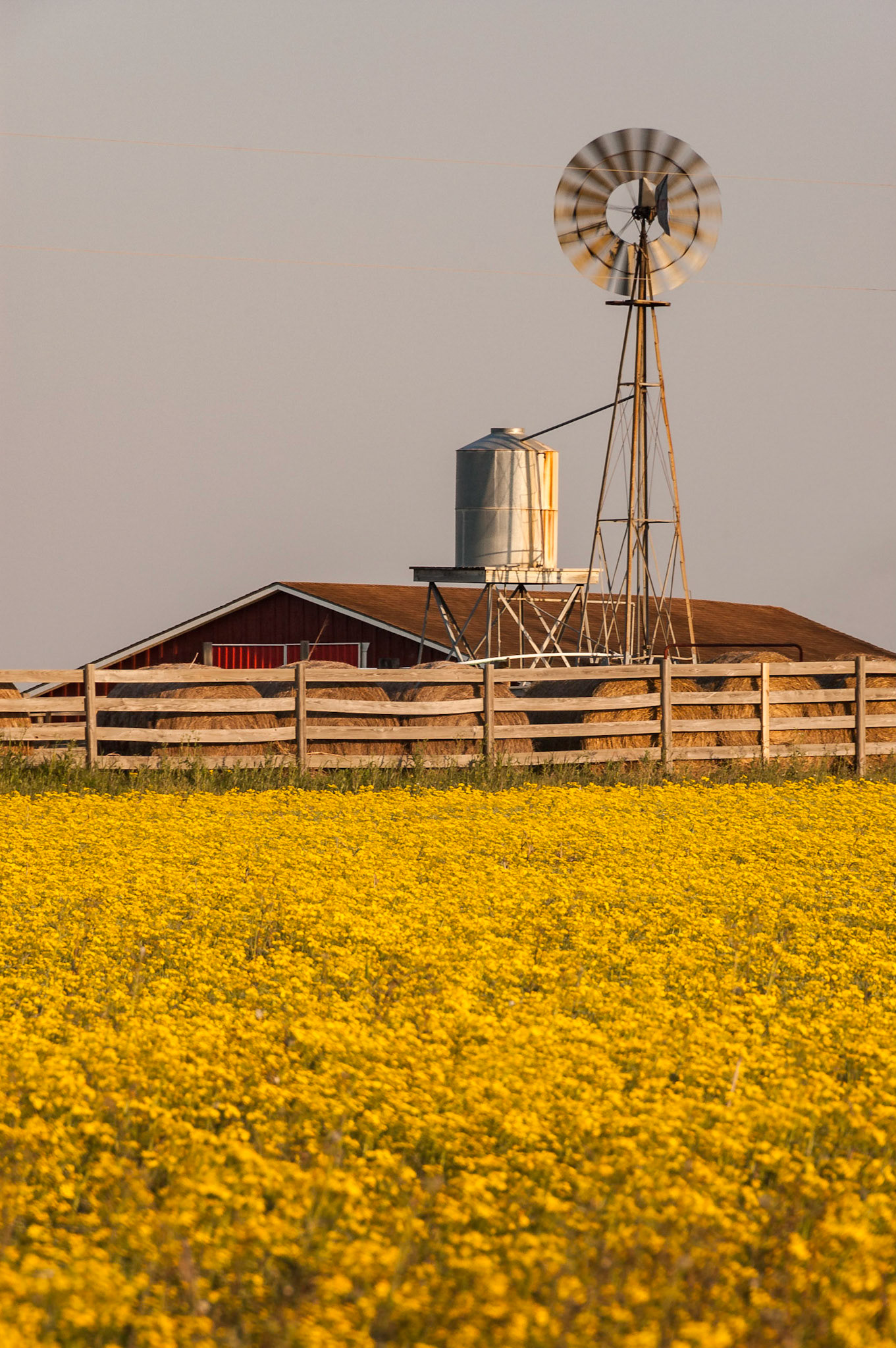 A field of butterweed (Packera glabella) glows in the late afternoon sun in front of the barn and windmill of Hoppens Farm along U.S. Highway 290 between Chappell Hill and Brenham.Date: 20 March 2009Location: Washington County, Texas, United StatesOriginal resolution: 6 MPProcessing: Processed from RAW using Adobe Photoshop Lightroom Classic 9
