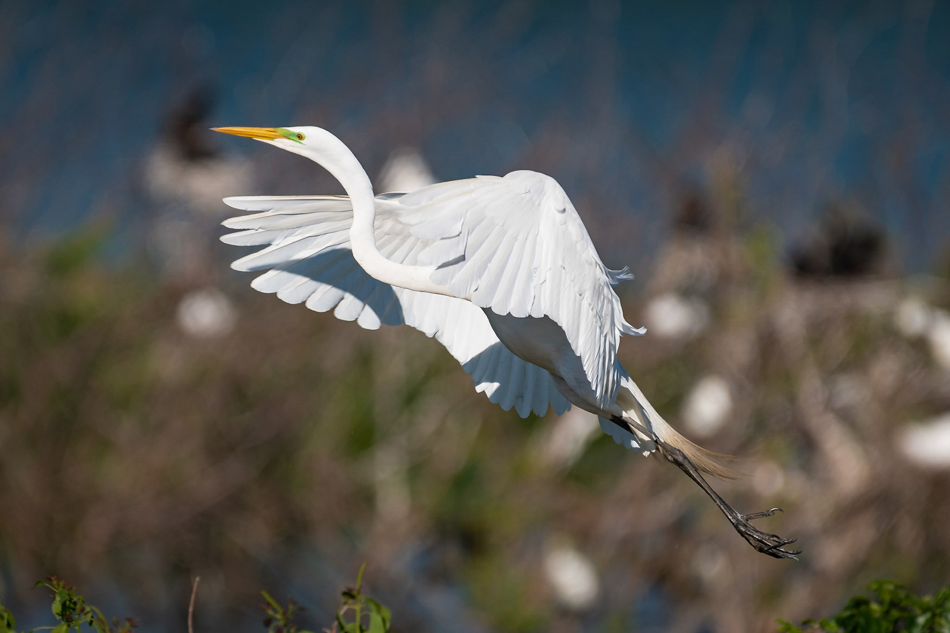 I could see this great egret was getting ready to take off and got this shot not long after it left its perch.Date: 23 April 2018Location: High Island, Texas, United StatesOriginal resolution: 20 MPProcessing: Processed from RAW using Adobe Photoshop Lightroom 6