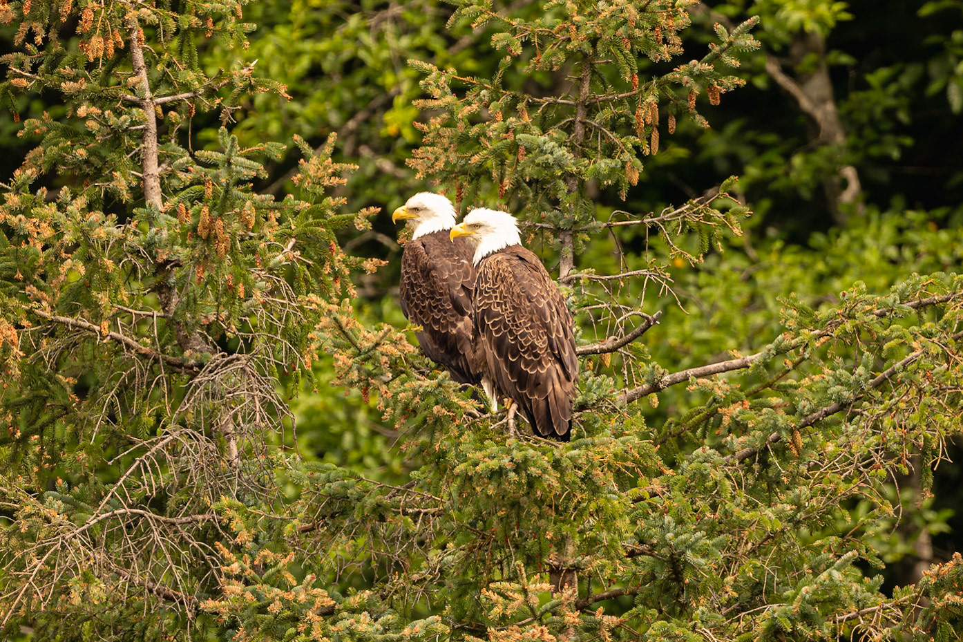 We were returning to our cruise ship when we spotted this bald eagle pair in a Sitka spruce near the ship. I hurried up to our room, grabbed my camera and 500 mm lens, and went up to the fantail of the ship to shoot directly across at the birds. The eagle with the rounded head in the background is the male, and the eagle with the larger head in the foreground is the female.Date: 6 July 2022Location: Juneau, Alaska, United StatesOriginal resolution: 20 MPProcessing: Processed from RAW using Adobe Photoshop Lightroom Classic 12