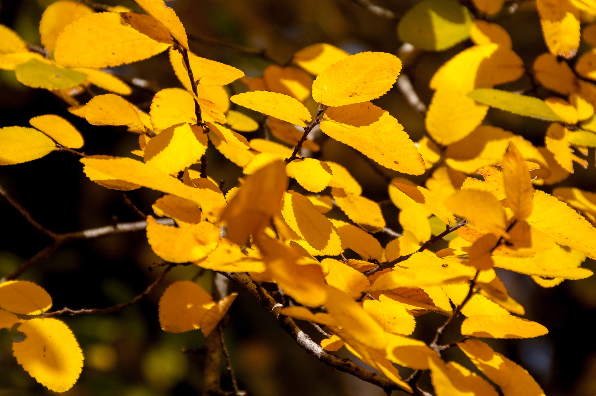 Cedar elm (Ulmus crassifolia)