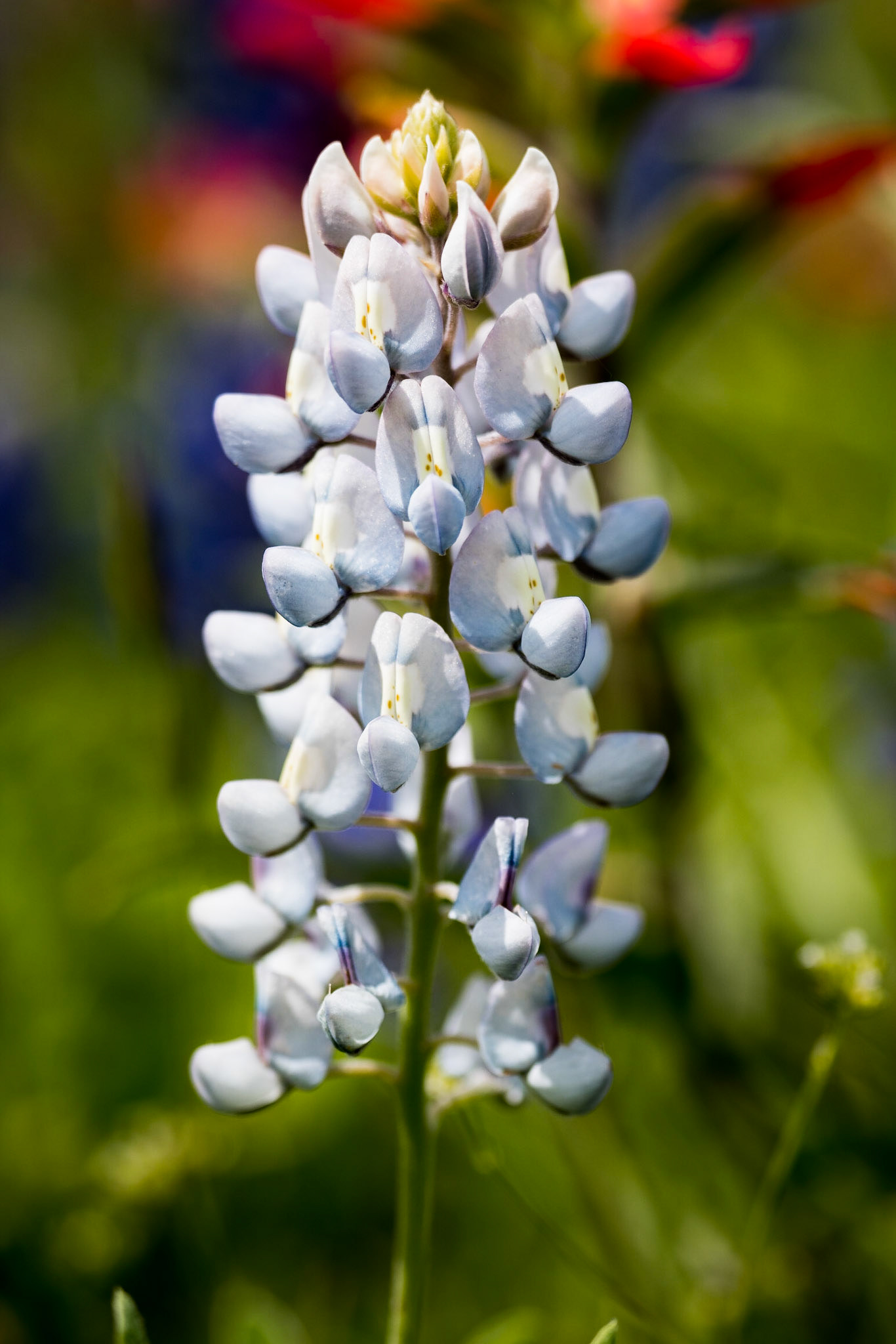 Date: 26 March 2016Location: Washington County, Texas, United StatesOriginal resolution: 36 MPProcessing: Processed from RAW using Adobe Photoshop Lightroom Classic CC 7