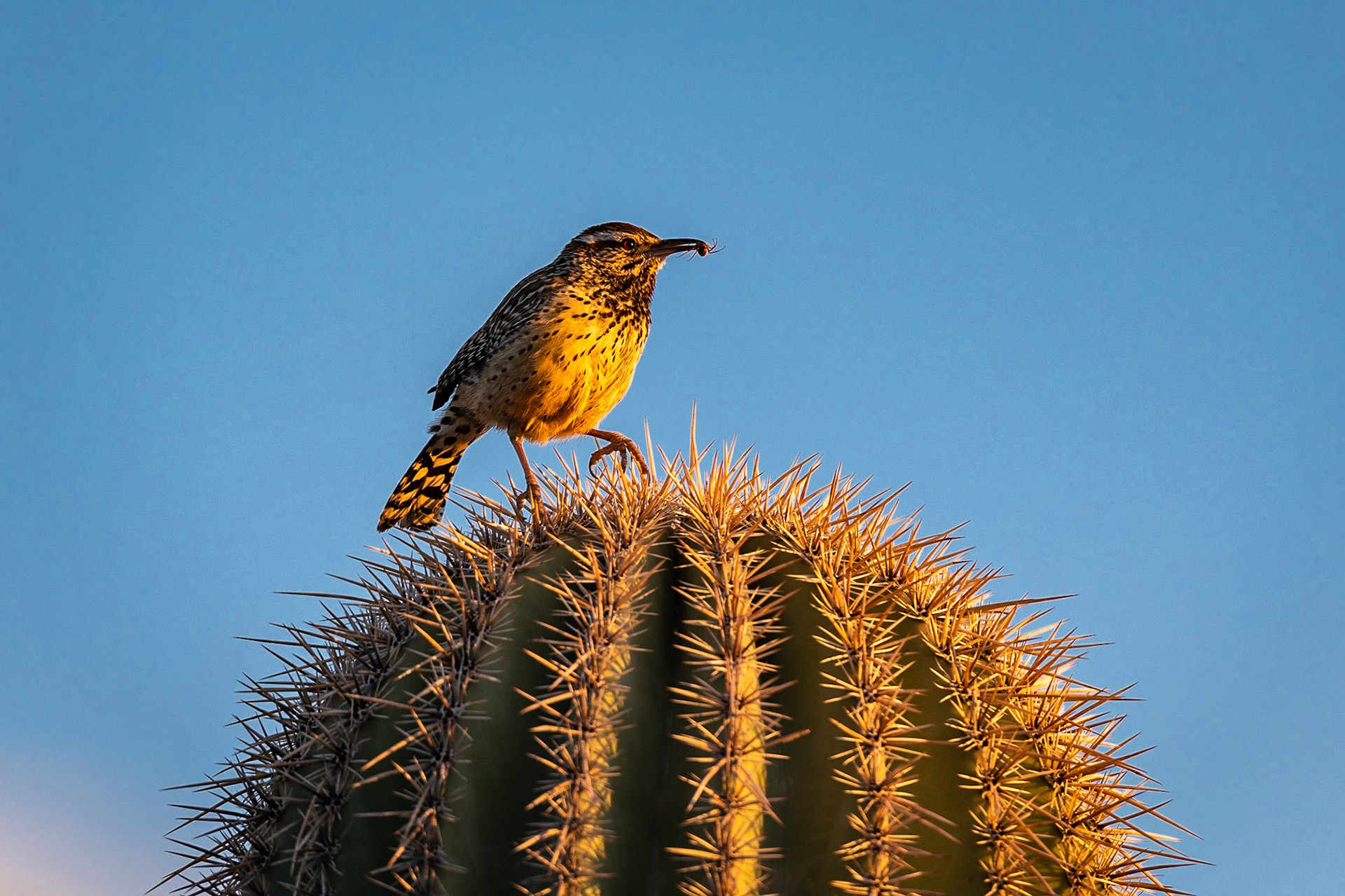 This cactus wren called out to me as the sun was setting at the Desert Botanical Garden. He flew to the top of a saguaro cactus, giving me a great profile shot. When I later looked at the photo, I realized that he had a spider in his beak.Date: 19 March 2020Location: Phoenix, Arizona, United StatesOriginal resolution: 45 MPProcessing: Processed from RAW using Adobe Photoshop Lightroom Classic 9
