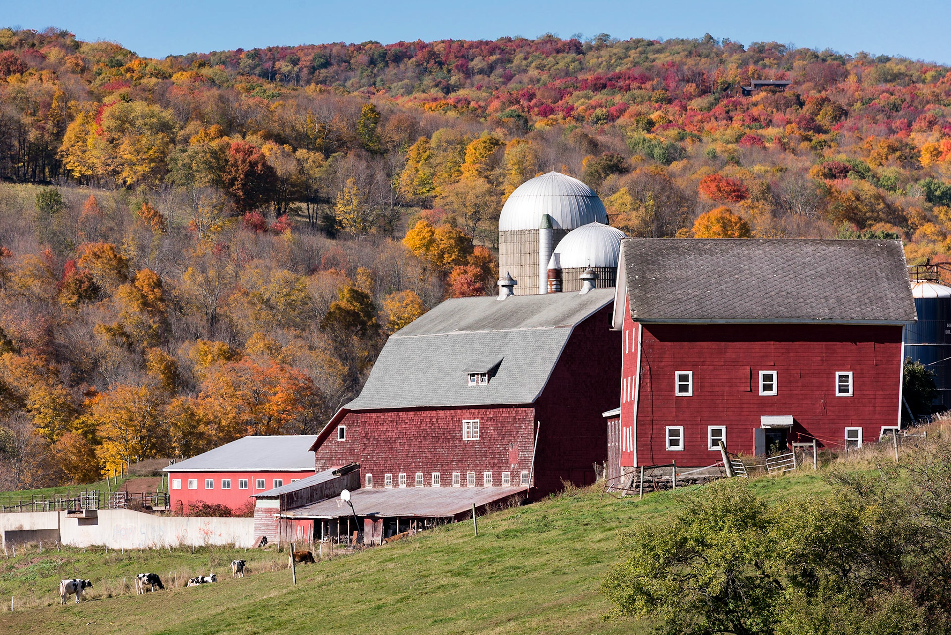 This dairy farm is located in a hamlet called Bovina, which is clearly appropriate. The foliage in this part of the Catskills was a little past peak when we were there, but it still provided an excellent backdrop to the red barns.Date: 14 October 2016Location: Bovina, New York, United StatesOriginal resolution: 36 MPProcessing: Processed from RAW using Adobe Photoshop Lightroom CC 2015