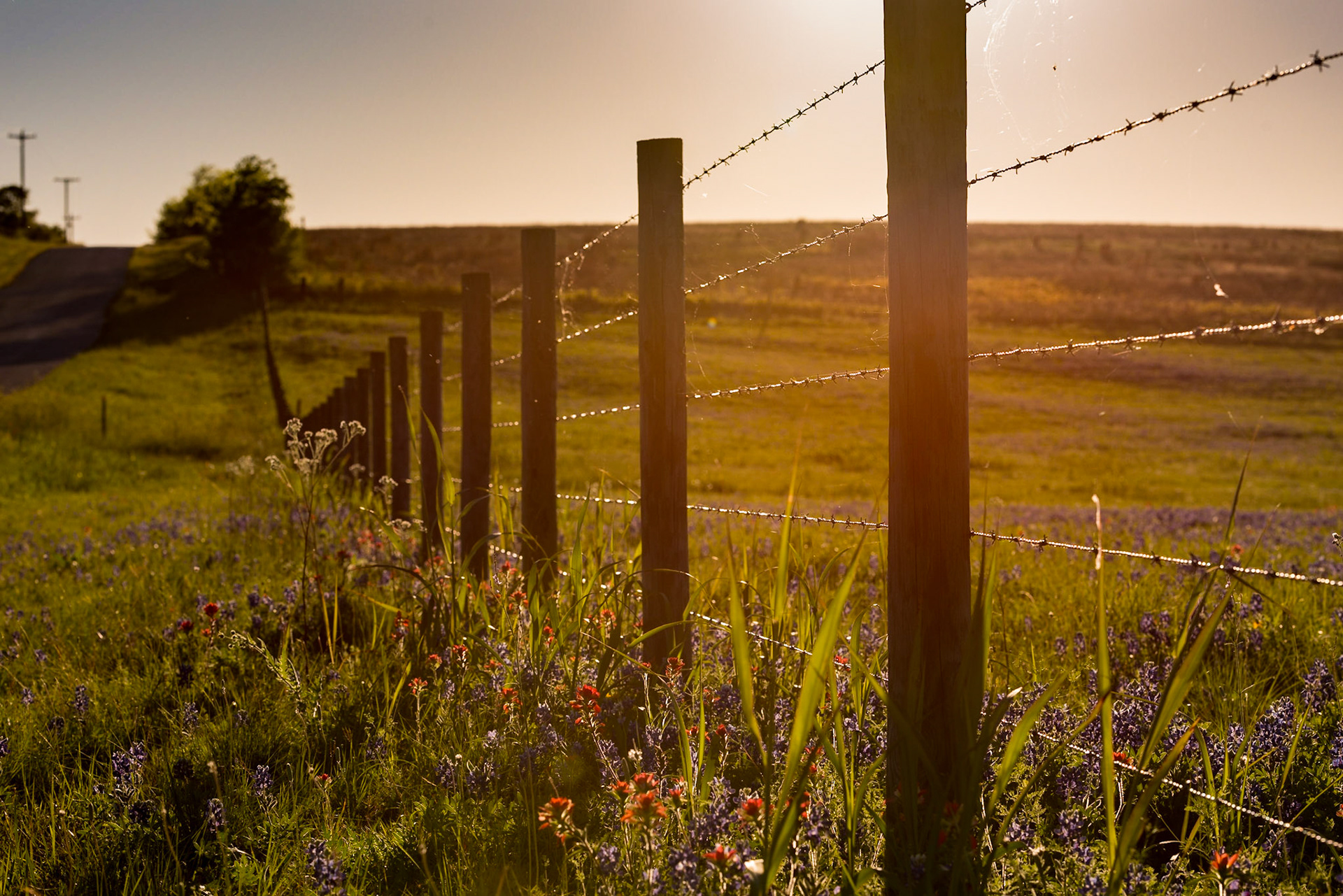 I've photographed this area of Washington County on Bluff Road a couple of times in the past. I was looking for a different perspective on the field in the background when I noticed the backlighting of the fence by the low sun. The fence line gives a nice vanishing perspective and the sunlight makes the barbed wire stand out.Date: 25 March 2017Location: Washington County, Texas, United StatesOriginal resolution: 36 MPProcessing: Processed from RAW using Adobe Photoshop Lightroom 6