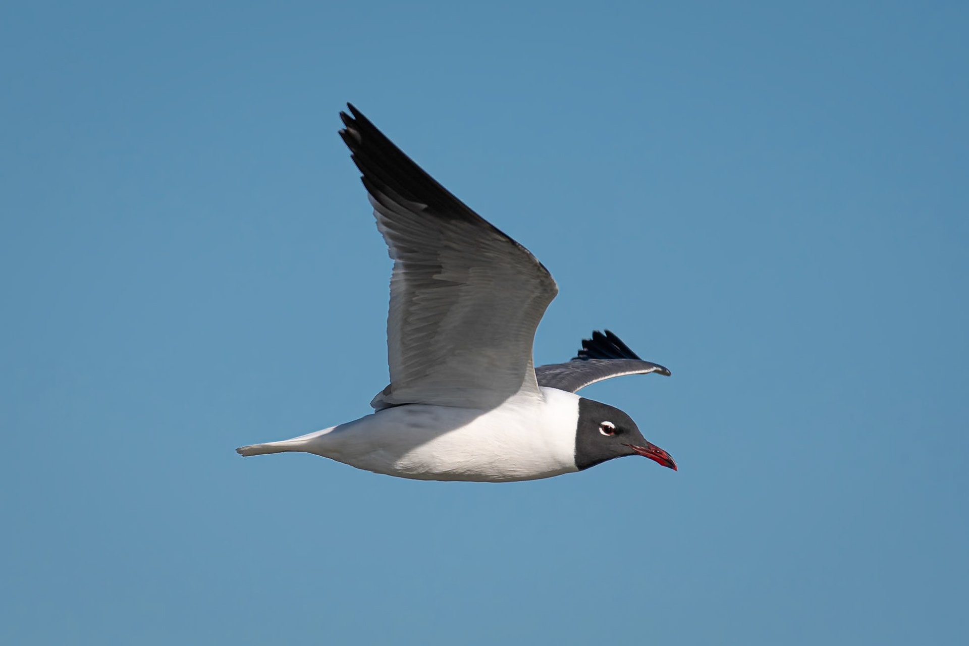 Date: 20 March 2018Location: Aransas National Wildlife Refuge, Texas, United StatesOriginal resolution: 20 MPProcessing: Processed from RAW using Adobe Photoshop Lightroom Classic 9