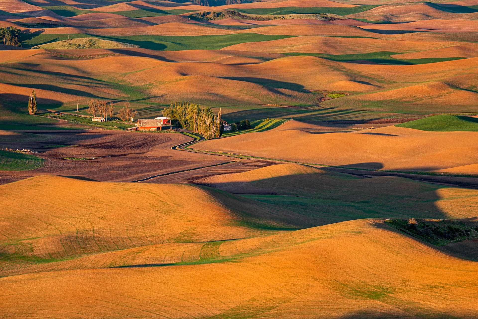 I took this photo from Steptoe Butte about 30 minutes after sunrise. The golden light on the fields really makes this photo.Date: 23 May 2019Location: Steptoe Butte State Park, Washington, United StatesOriginal resolution: 36 MPProcessing: Processed from RAW using Adobe Photoshop Lightroom Classic 8
