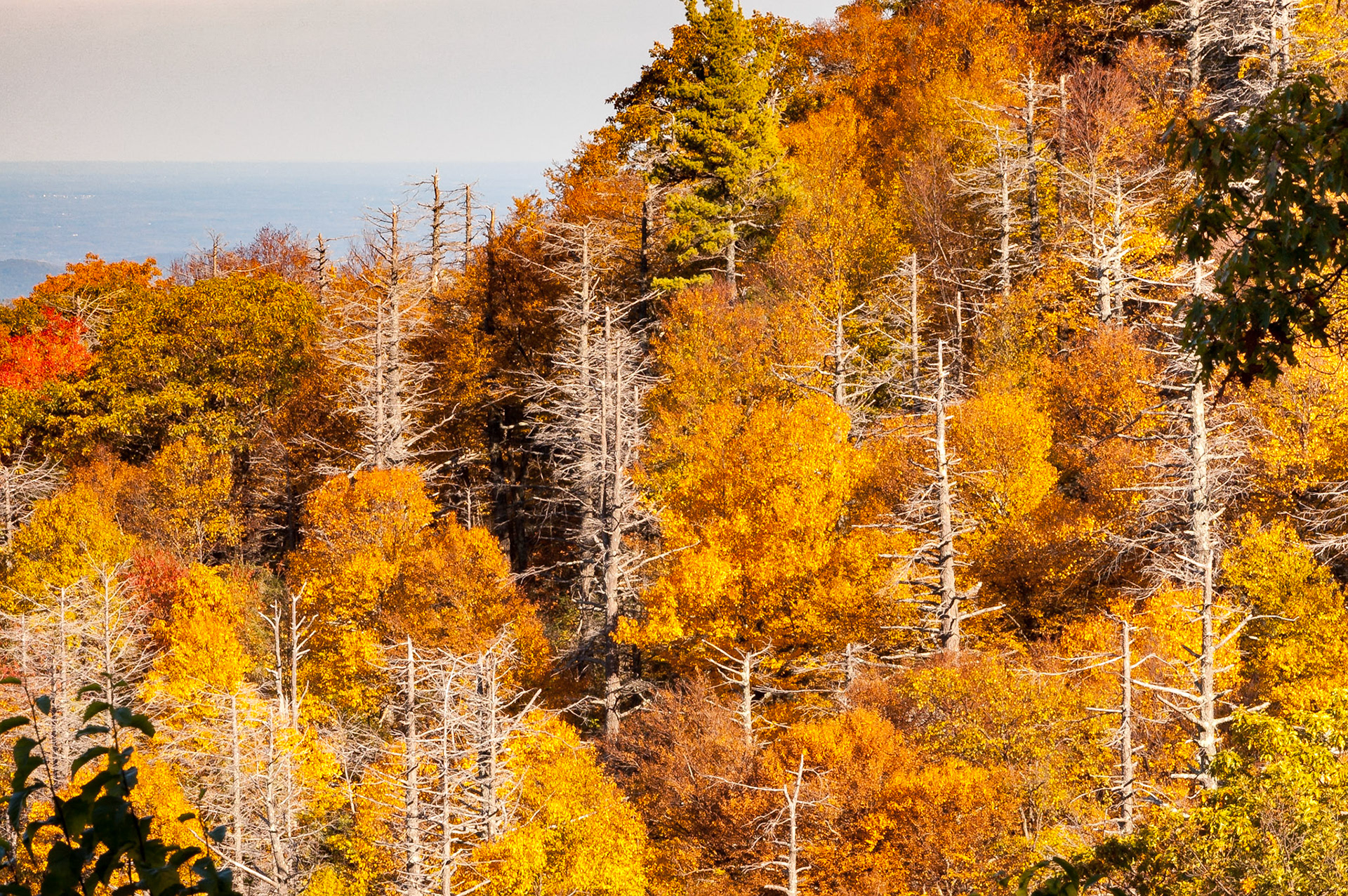 The hemlocks at Hemlock Springs have died from infestation by the hemlock woolly adelgid. The dead, gray trunks provide an interesting contrast with the colors of the live foliage.Date: 11 October 2009Location: Shenandoah National Park, Virginia, United StatesOriginal resolution: 6 MPProcessing: Processed from RAW using Adobe Photoshop Lightroom 6