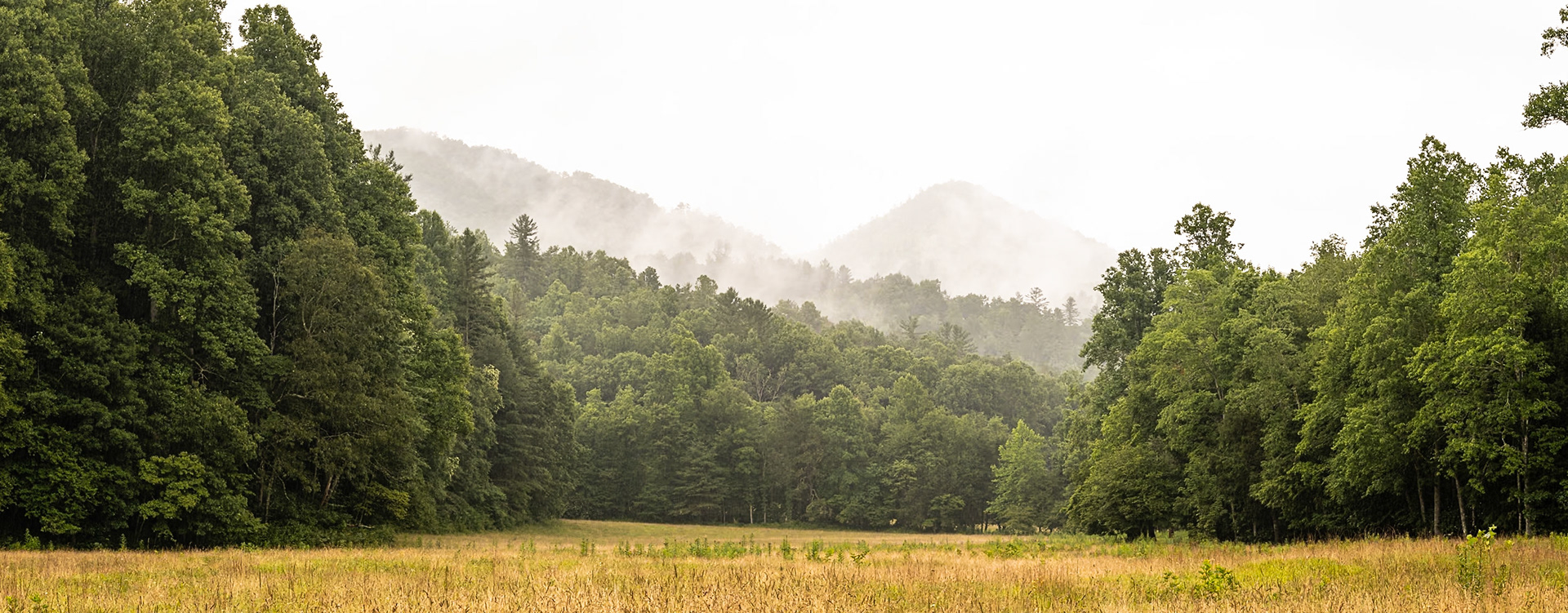 I drove over to the Cataloochee Valley in Great Smoky Mountains National Park on a rainy day looking for wildlfie. While there, I noticed the fog in the trees, which created a nice atmosphere for this landscape.I combined two images to create a small panorama. I like the way the treelines on each side lead the eye to the foggy hills.Date: 19 July 2021Location: Great Smoky Mountains National Park, North Carolina, United StatesOriginal resolution: 45 MPProcessing: Processed from RAW using Adobe Photoshop Lightroom Classic 9