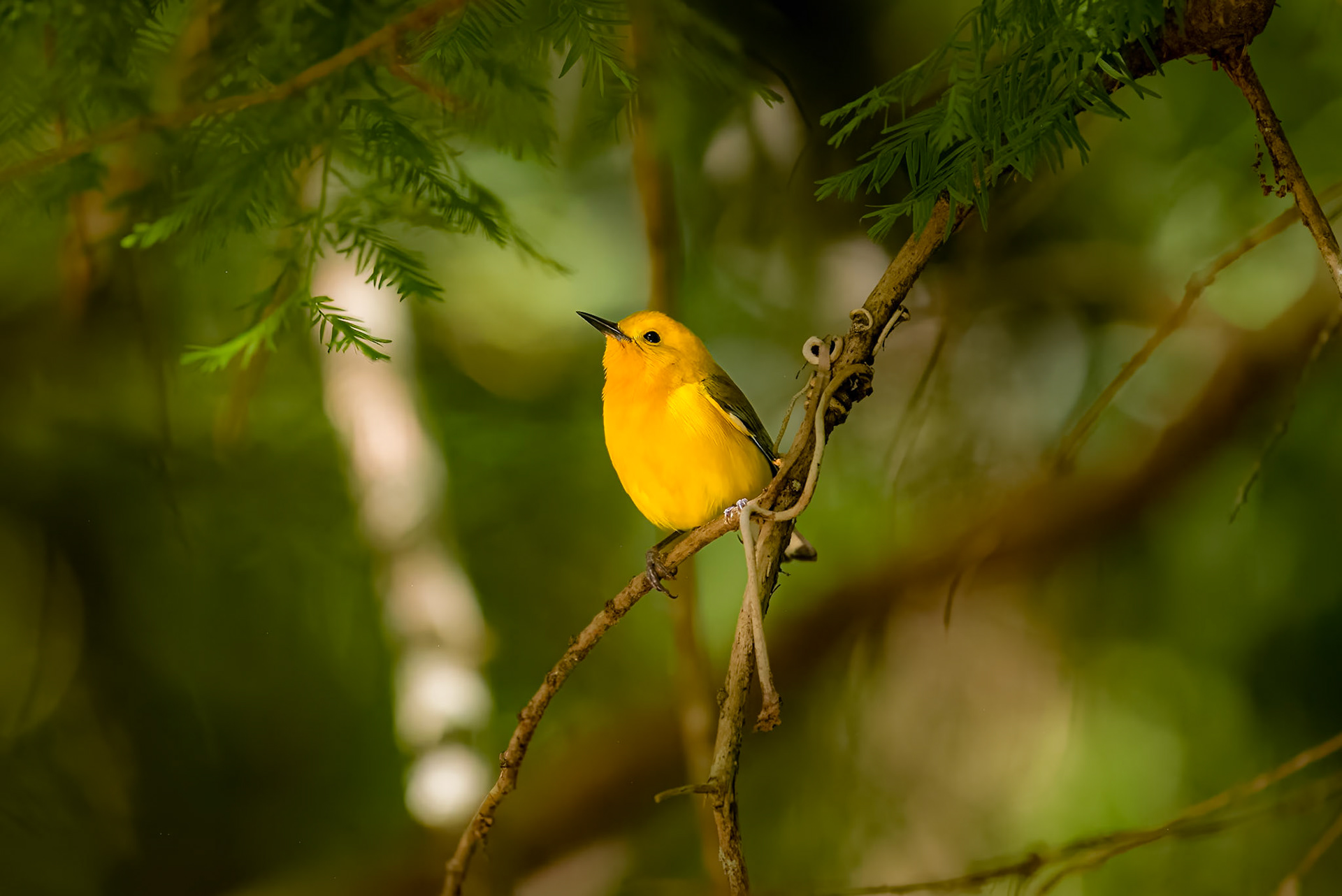 Date: 23 April 2018Location: High Island, Texas, United StatesOriginal resolution: 36 MPProcessing: Processed from RAW using Adobe Photoshop Lightroom 12