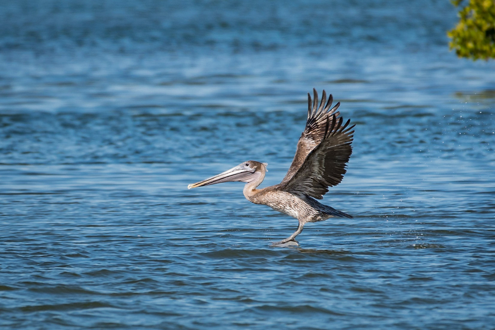 I was following this brown pelican with my camera and managed to catch it just at the point of contact with the water as it landed. It looks like it's standing on the water and flapping its wings.Date: 15 March 2018Location: Sanibel, Florida, United StatesOriginal resolution: 20 MPProcessing: Processed from RAW using Adobe Photoshop Lightroom 6