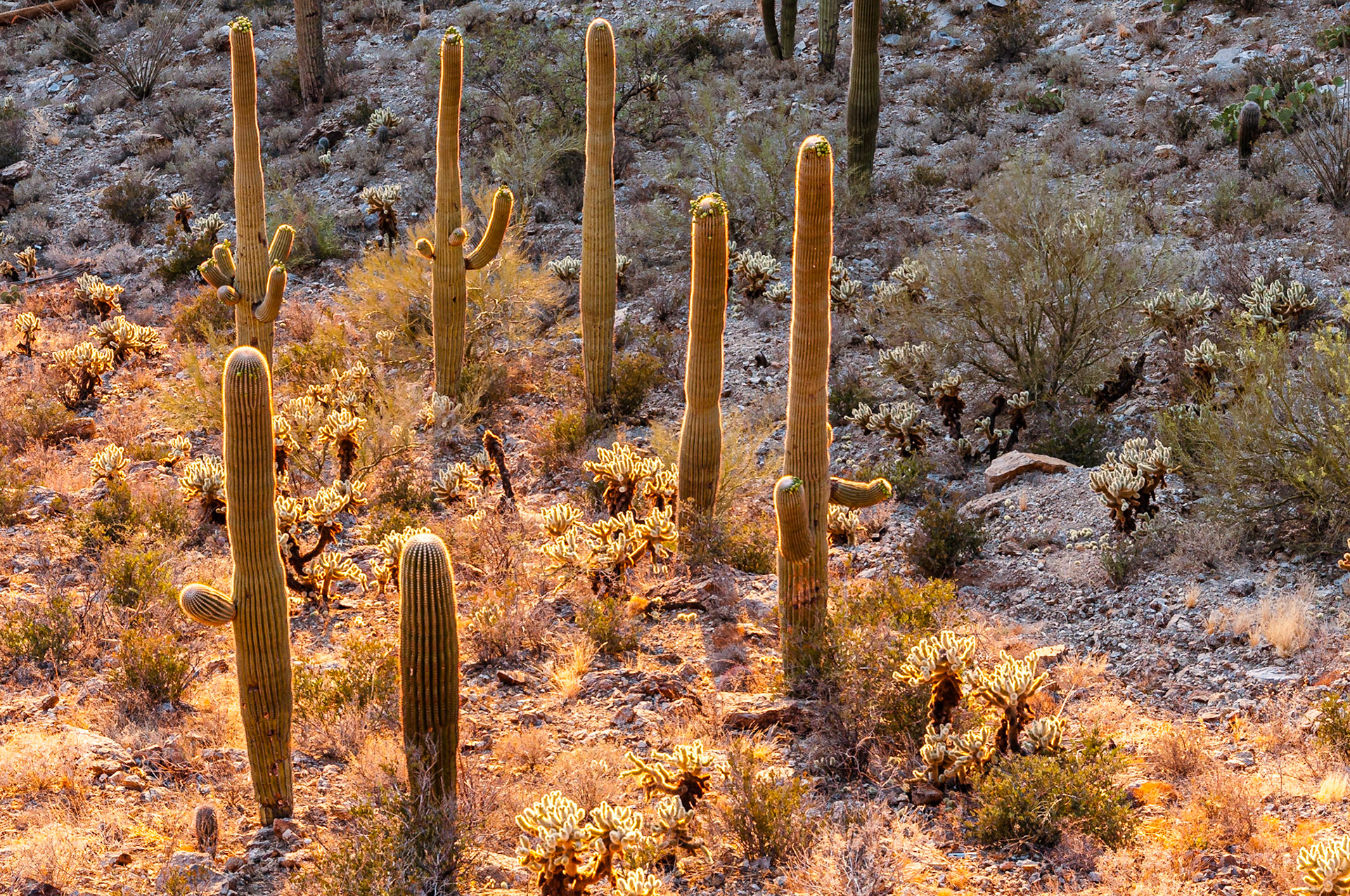 A stand of saguaro cacti are backlit by a setting sun. | 11 May 2013 | Tucson Mountain Park, Arizona, United States | Nikon D300S | 12 MP | Processed from RAW using Adobe Photoshop Lightroom 6