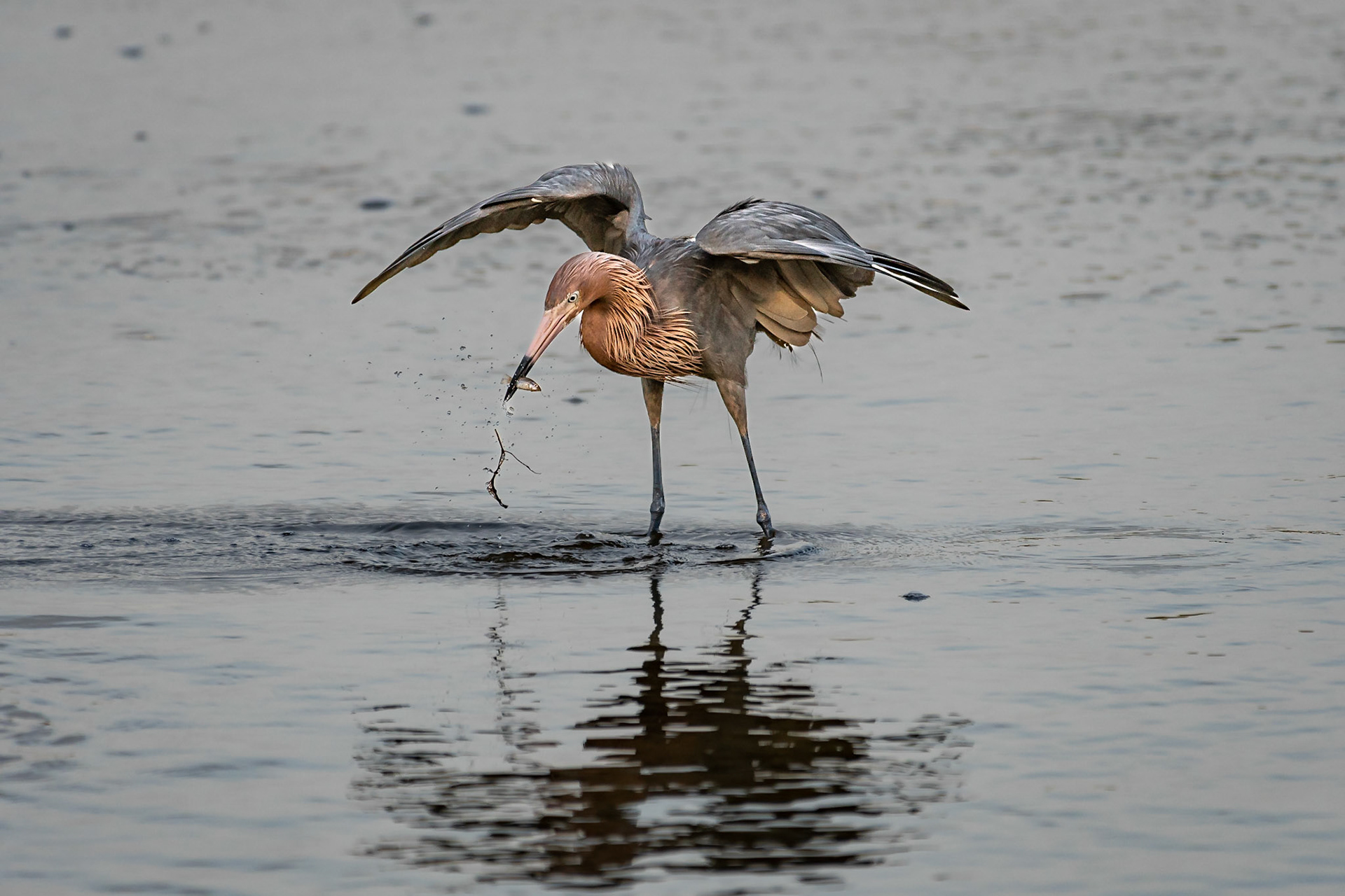 Date: 13 March 2019Location: Sanibel, Florida, United StatesOriginal resolution: 20 MPProcessing: Processed from RAW using Adobe Photoshop Lightroom 6