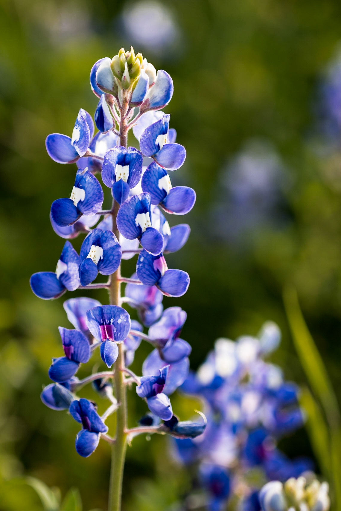 Date: 4 April 2015Location: Brenham, Texas, United StatesOriginal resolution: 36 MPProcessing: Processed from RAW using Adobe Photoshop Lightroom CC Classic 7