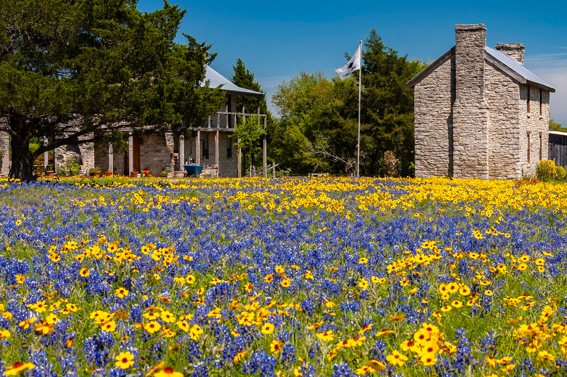 Texas bluebonnet (Lupinus texensis) and lanceleaf coreopsis (Coreopsis lanceolata) create a carpet of blue and gold along the side of the Blanton block.The Blanton Block was a stagecoach stop on the LaBahia Trail. Its buildings accommodated a hotel, stagecoach and mail depot, general store, and residence. When the railroad bypassed Independence, the Blanton Block eventually fell into disrepair.In the 1980s, the Zwiener family reconstructed two stone structures that were part of the Blanton Block. Today, the buildings are used as the offices of Countryside Realtors and a private residence.Date: 1 April 2007Location: Independence, Texas, United StatesOriginal resolution: 6 MPProcessing: Processed from RAW using Adobe Photoshop Lightroom 6