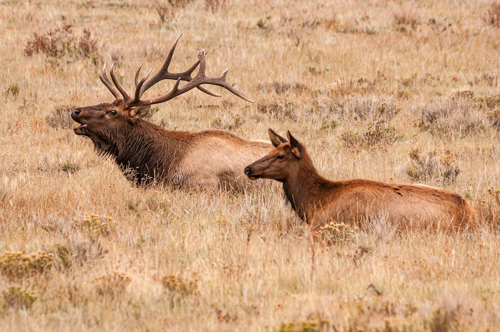 I was driving with the family through Upper Beaver Meadows in Rocky Mountain National Park when I (and about a dozen other people) spotted this bull Rocky Mountain Elk (Cervus canadensis nelsoni) with his harem. It was rutting season, so I set up my tripod on the shoulder of the road a couple hundred feet away. I managed to catch this shot of him bugling while lying next to one of his cows.Date: 26 September 2012Location: Rocky Mountain National Park, Colorado, United StatesOriginal resolution: 12 MPProcessing: Processed from RAW using Adobe Photoshop Lightroom 10