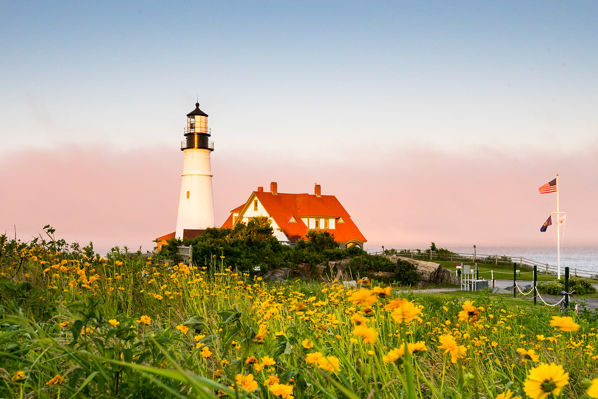 Lanceleaf coreopsis (Coreopsis lanceolata) covers a hillside near Portland Head Light  Date: 5 July 2016Location: Cape Elizabeth, Maine, United StatesOriginal resolution: 36 MPProcessing: Processed from RAW using Adobe Photoshop Lightroom 6