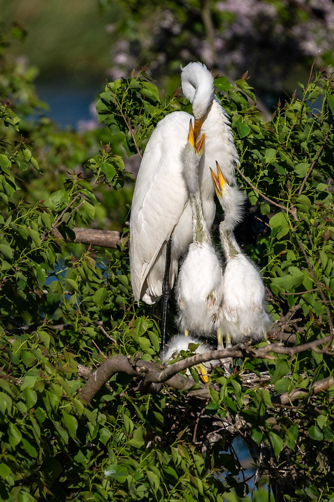 Date: 19 April 2019Location: High Island, Texas, United StatesOriginal resolution: 20 MPProcessing: Processed from RAW using Adobe Photoshop Lightroom Classic CC 8