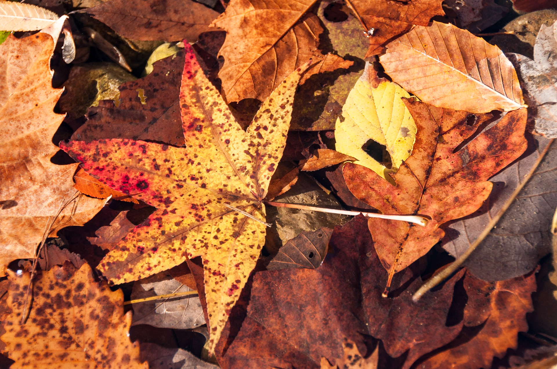 These fall eaves were floating in a very shallow and quiescent section of the Buffalo River. Hydration provided by the water kept them from curling, so they layered very nicely with each other.Date: 26 October 2010Location: Newton County, Arkansas, United StatesOriginal resolution: 12 MPProcessing: Processed from RAW using Adobe Photoshop Lightroom CC 2015