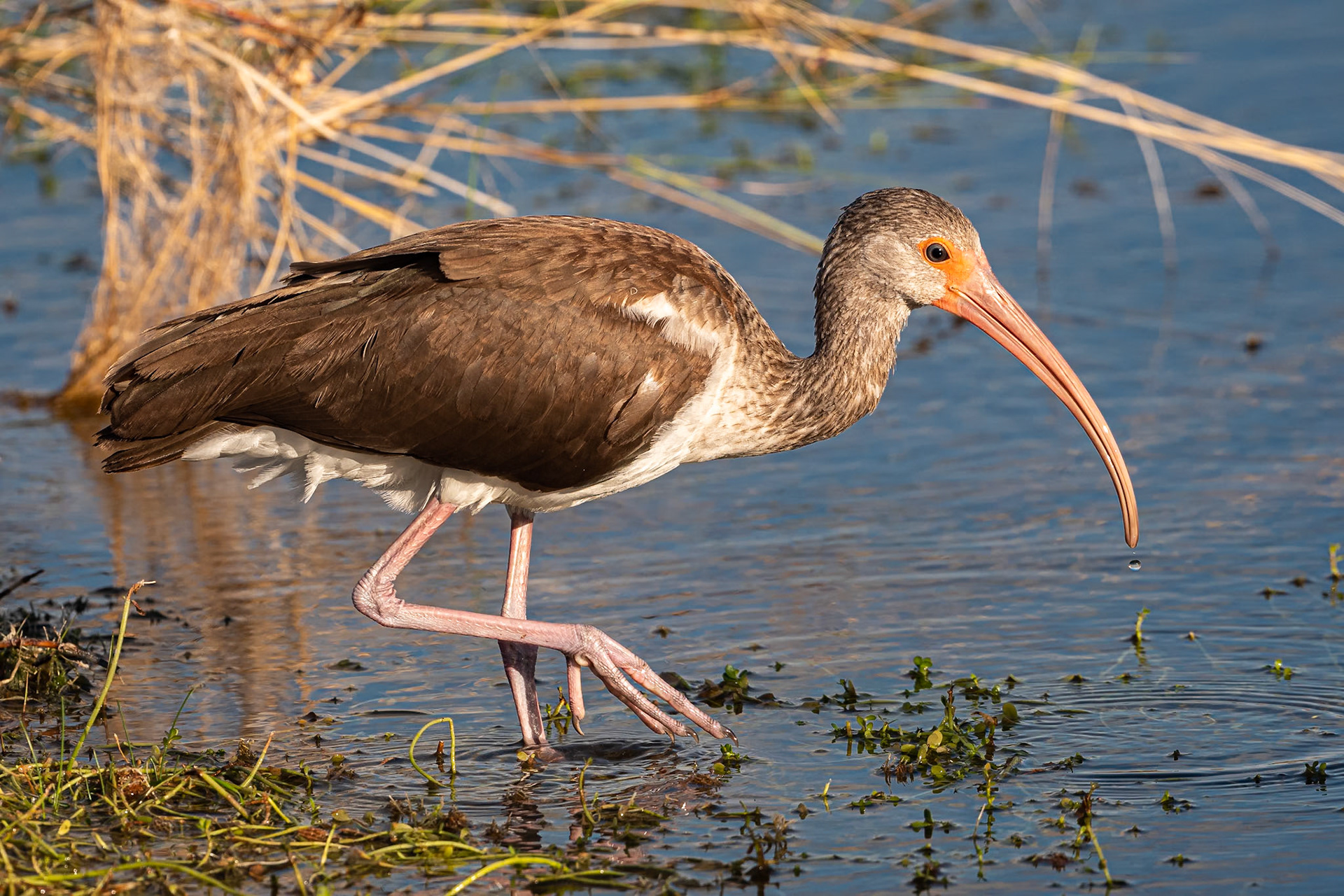 Date: 19 March 2021Location: Sanibel, Florida, United StatesOriginal resolution: 20 MPProcessing: Processed from RAW using Adobe Photoshop Lightroom Classic 9