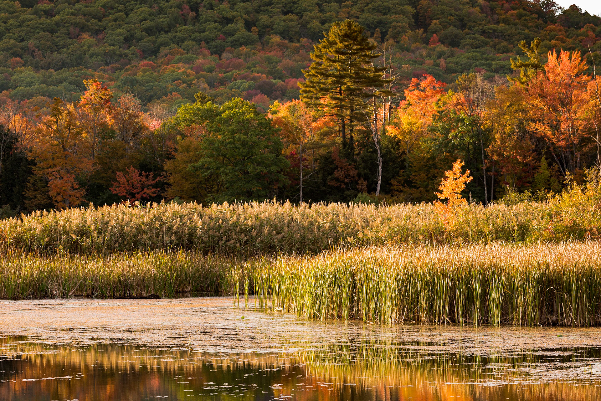 We were parking for our hotel when we came across this pond and marsh located just behind the hotel property. The wetland is fed by Yokun Brook, and the foot of Yokun Ridge is in the background. It was a lucky find, visually, given all of the textural variety in the scene.  Date: 9 October 2016Location: Lenox, Massachusetts, United StatesOriginal resolution: 36 MPProcessing: Processed from RAW using Adobe Photoshop Lightroom CC 2015