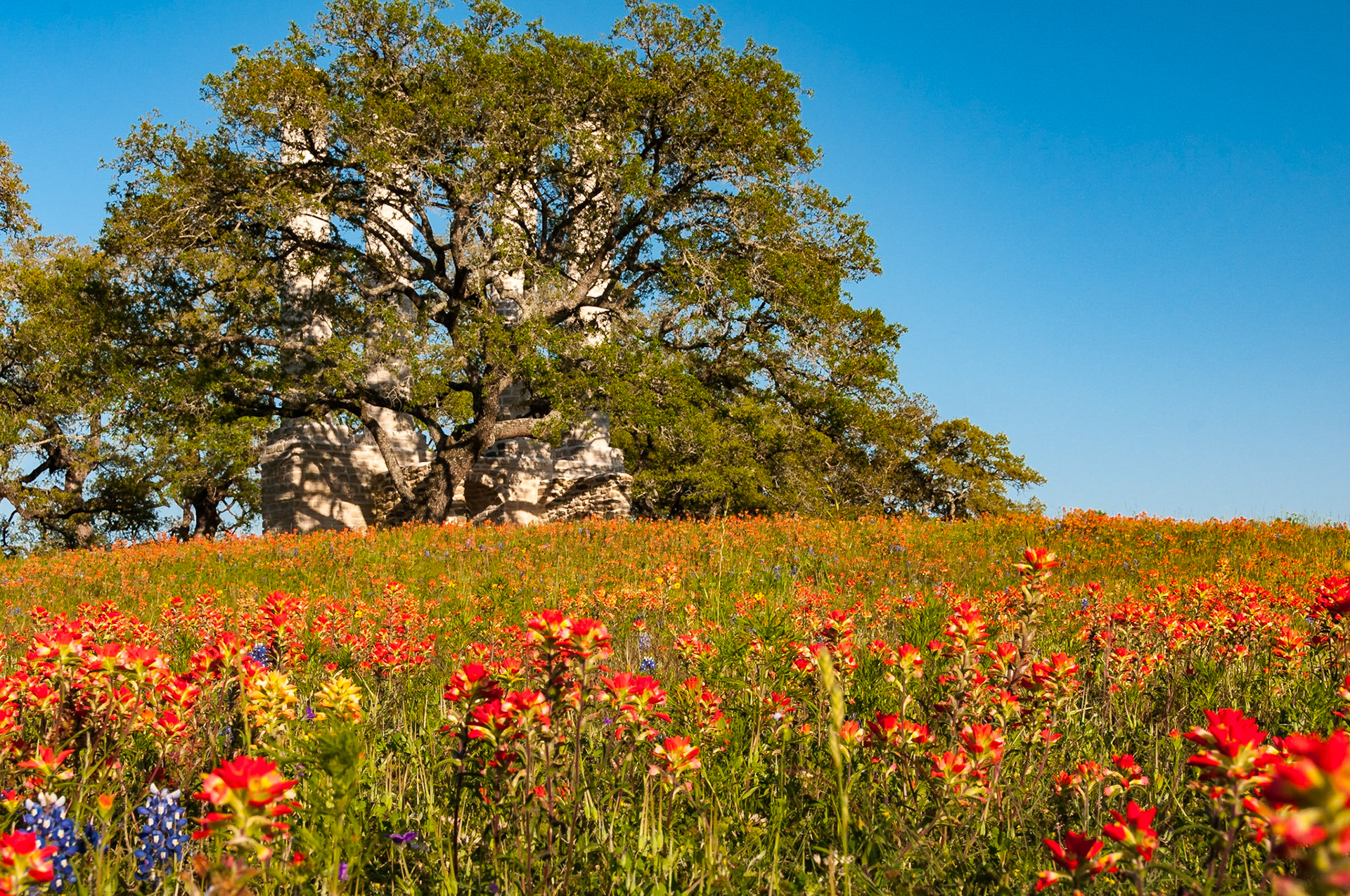 A large live oak (Quercus fusiformis) stands between the ruins at Old Baylor Park and a field of Texas paintbrush (Castilleja indivisa).Date: 9 April 2014Location: Independence, Texas, United StatesOriginal resolution: 12 MPProcessing: Processed from RAW using Adobe Photoshop Lightroom Classic 9