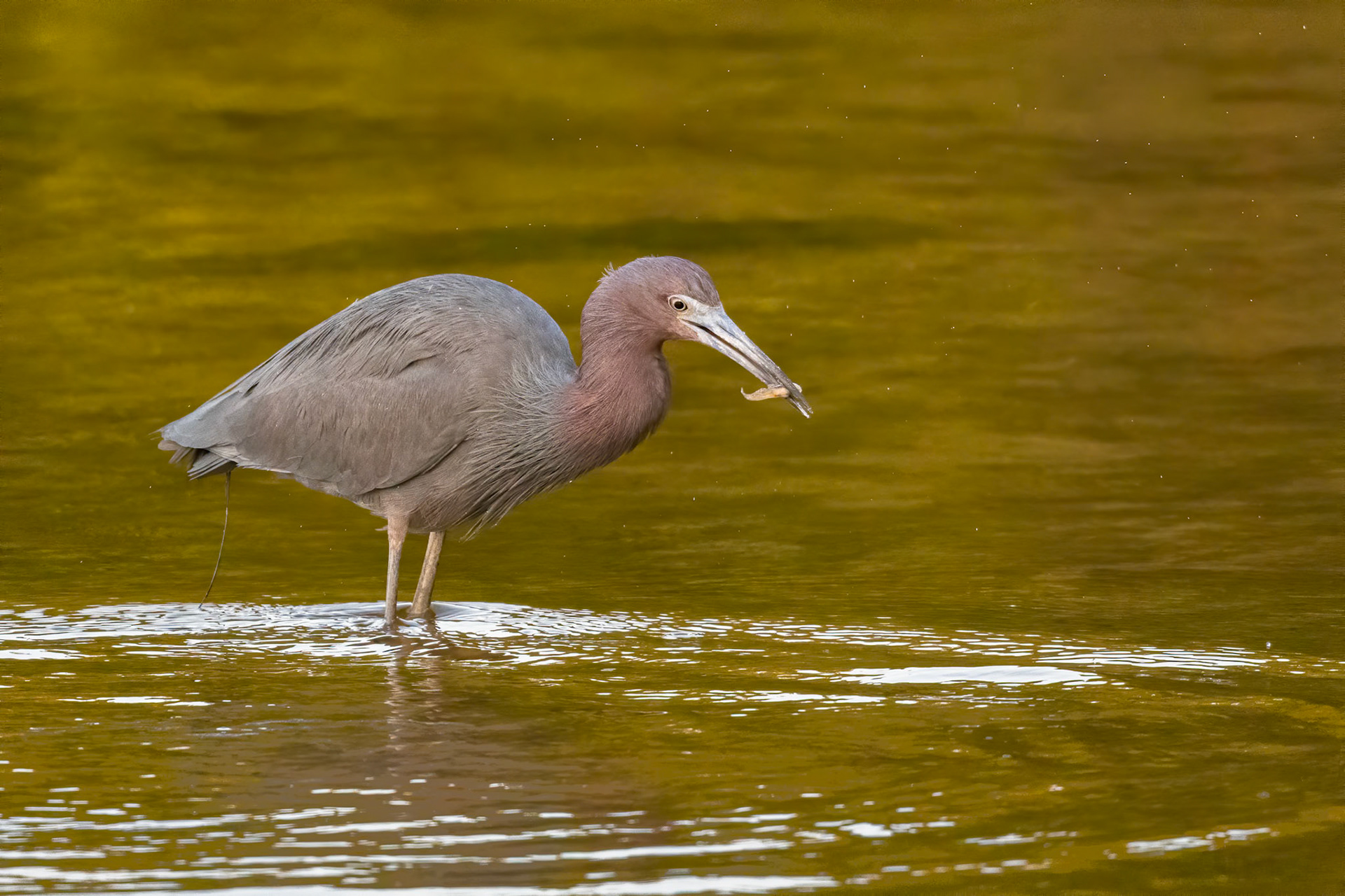 Date: 16 March 2021Location: Sanibel Island, Florida, United StatesOriginal resolution: 20 MPProcessing: Processed from RAW using Adobe Photoshop Lightroom Classic 9