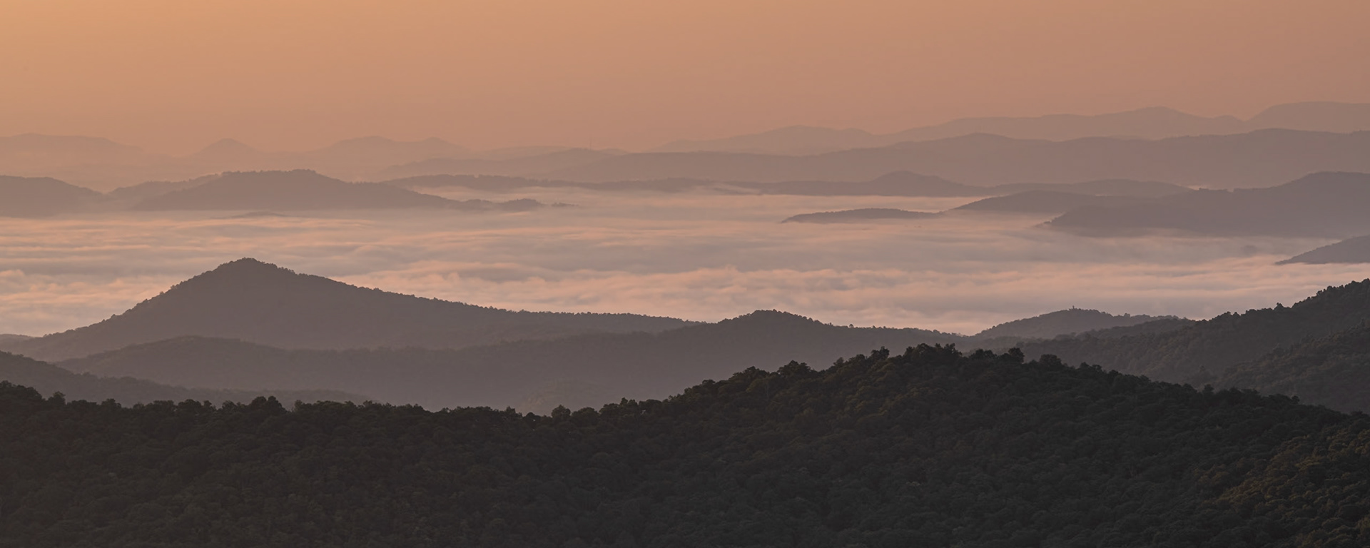 I got up at 5:00 a.m. to drive up to the Pounding Mill Overlook on the Blue Ridge Parkway to photograph the sunrise. The view in this photo is looking southeast over the Cradle of Forestry in America during the golden hour. I used a longer crop to put more emphasis on the fog in the valley than on the forests below, which are still heavily shadowed.Date: 16 July 2021Location: Transylvania County, North Carolina, United StatesOriginal resolution: 45 MPProcessing: Processed from RAW using Adobe Photoshop Lightroom Classic 10
