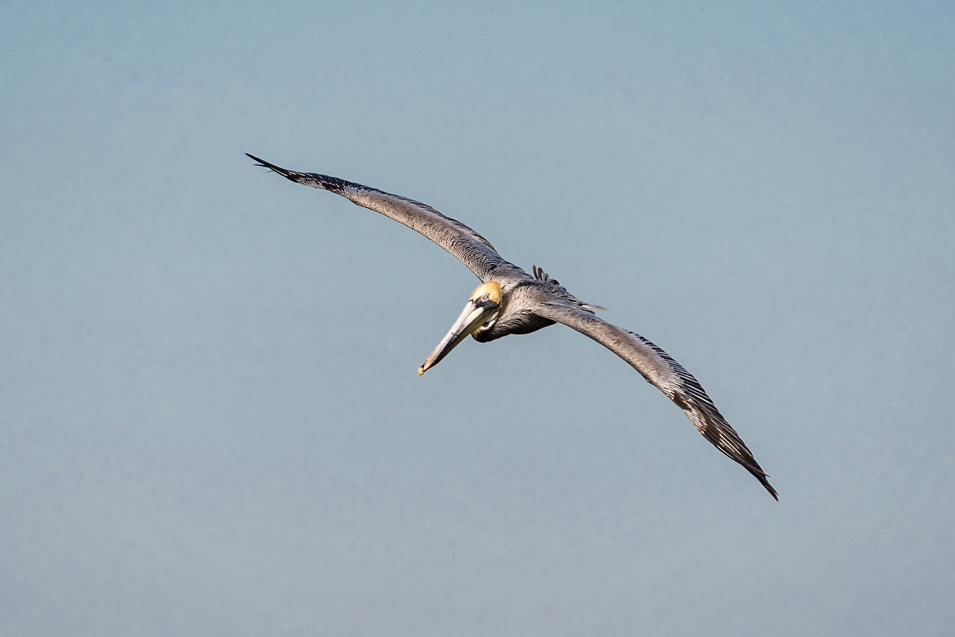 Date: 15 March 2018Location: Sanibel, Florida, United StatesOriginal resolution: 20 MPProcessing: Processed from RAW using Adobe Photoshop Lightroom 6