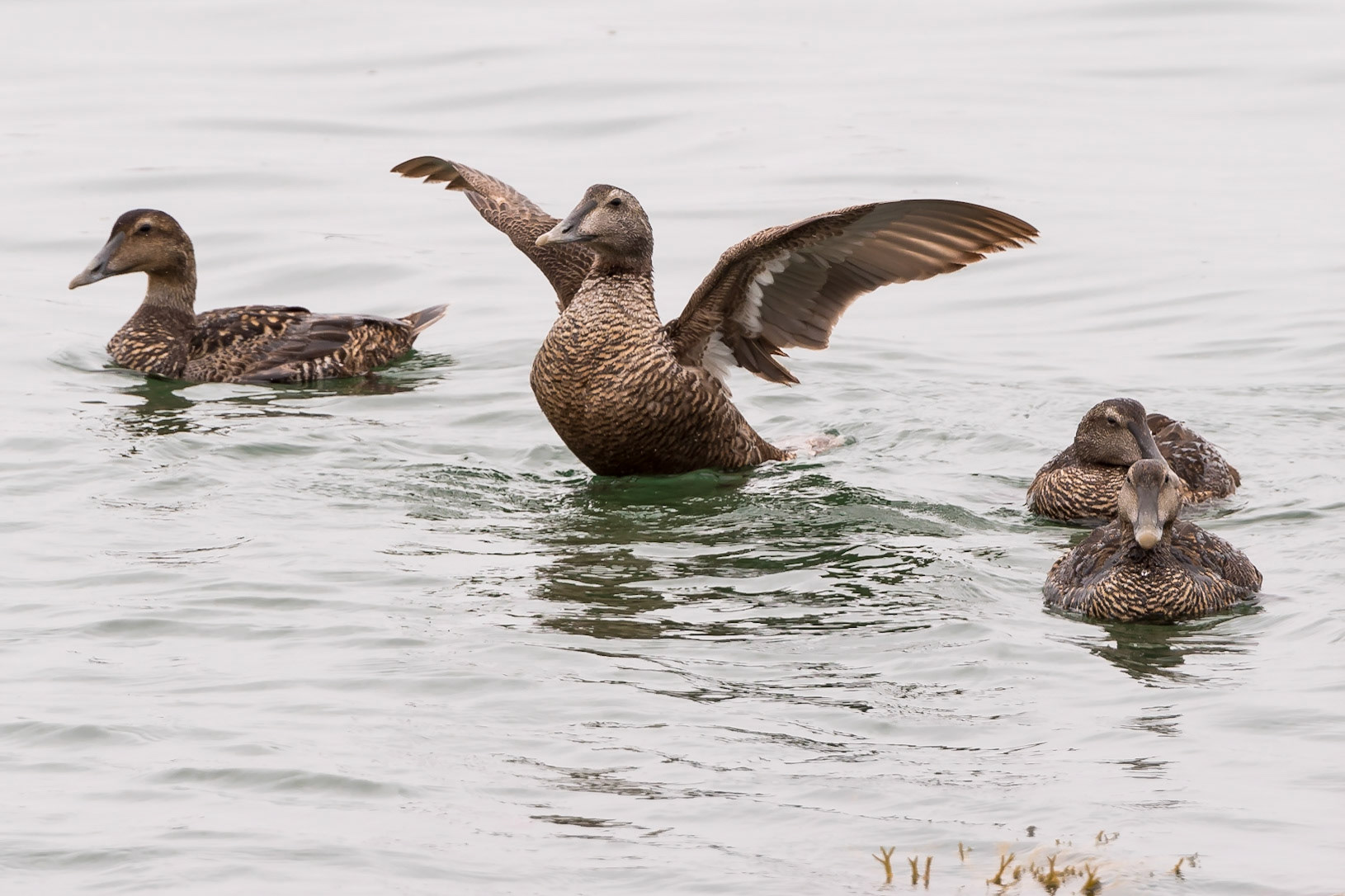 Date: 7 July 2016Location: Kennebunkport, Maine, United StatesOriginal resolution: 20 MPProcessing: Processed from RAW using Adobe Photoshop Lightroom 6