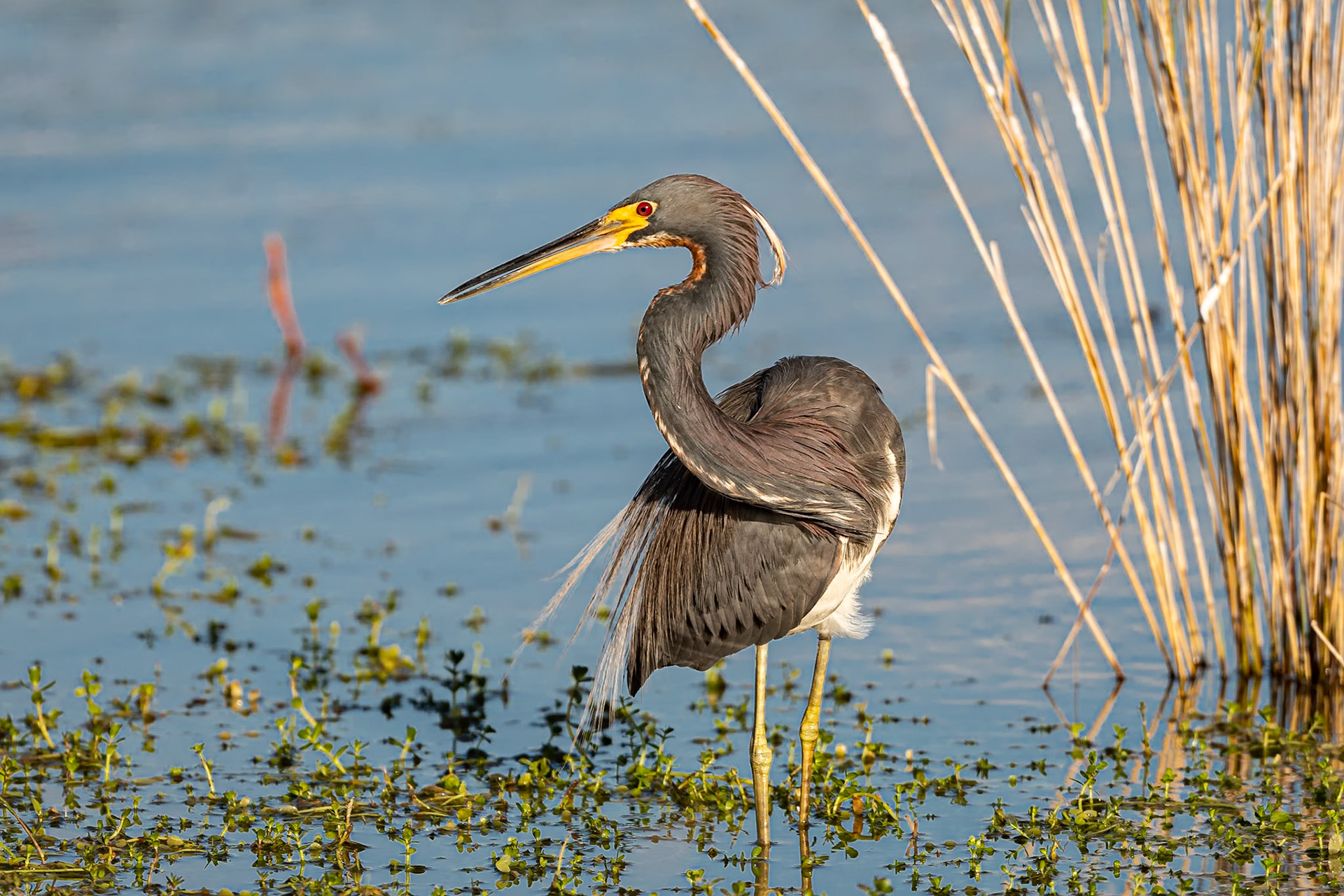 Date: 19 March 2021Location: Sanibel Island, Florida, United StatesOriginal resolution: 20 MPProcessing: Processed from RAW using Adobe Photoshop Lightroom Classic 10