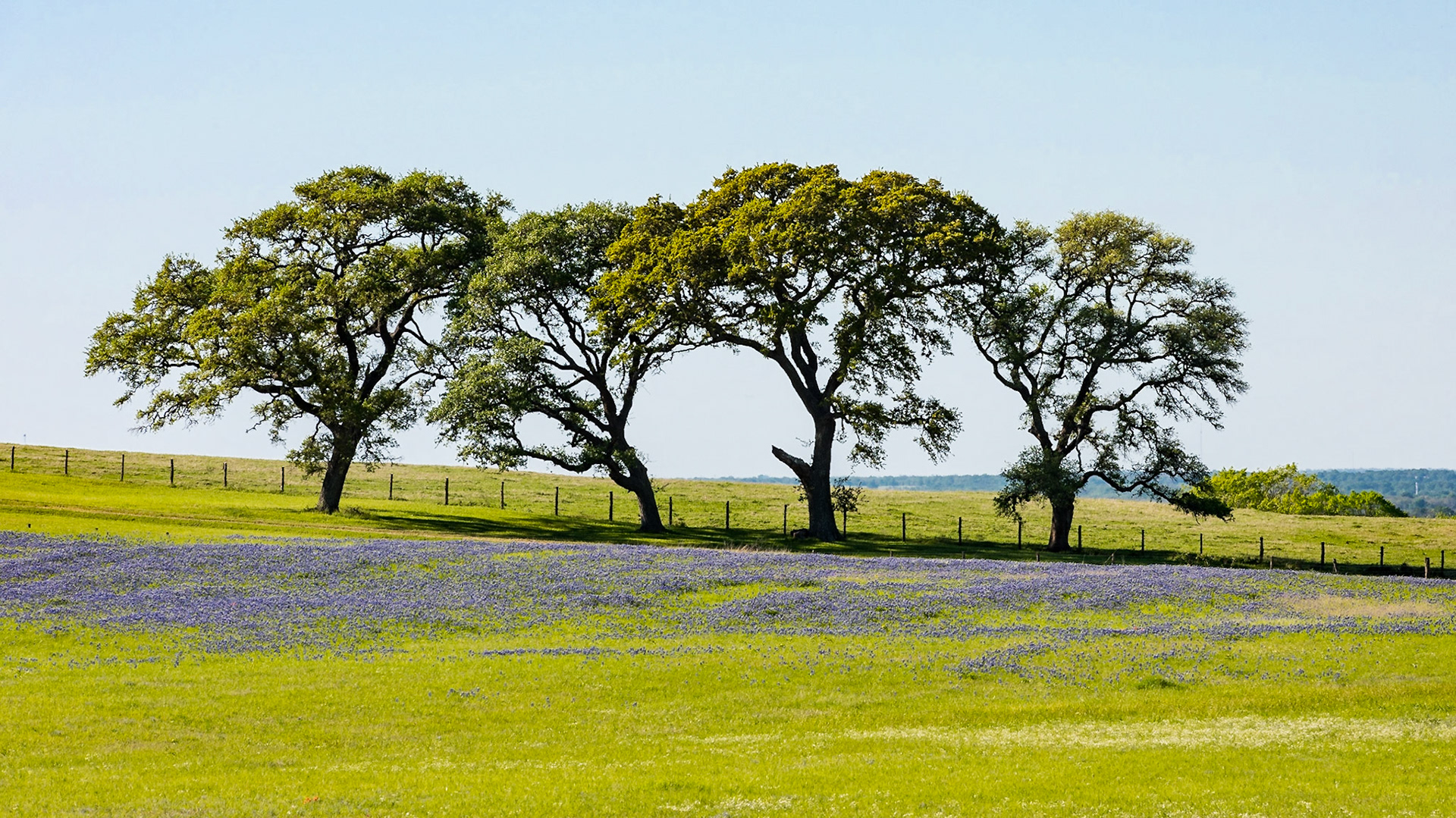 I was driving around the Old Gay Hill area of Washington County when I came across this copse of live oak trees along the drive up to a ranch house. Because the trees form a long horizontal axis, I decided to use a less conventional 16:9 crop for the photo.Date: 25 March 2017Location: Gay Hill, Texas, United StatesOriginal resolution: 36 MPProcessing: Processed from RAW using Adobe Photoshop Lightroom Classic CC 7