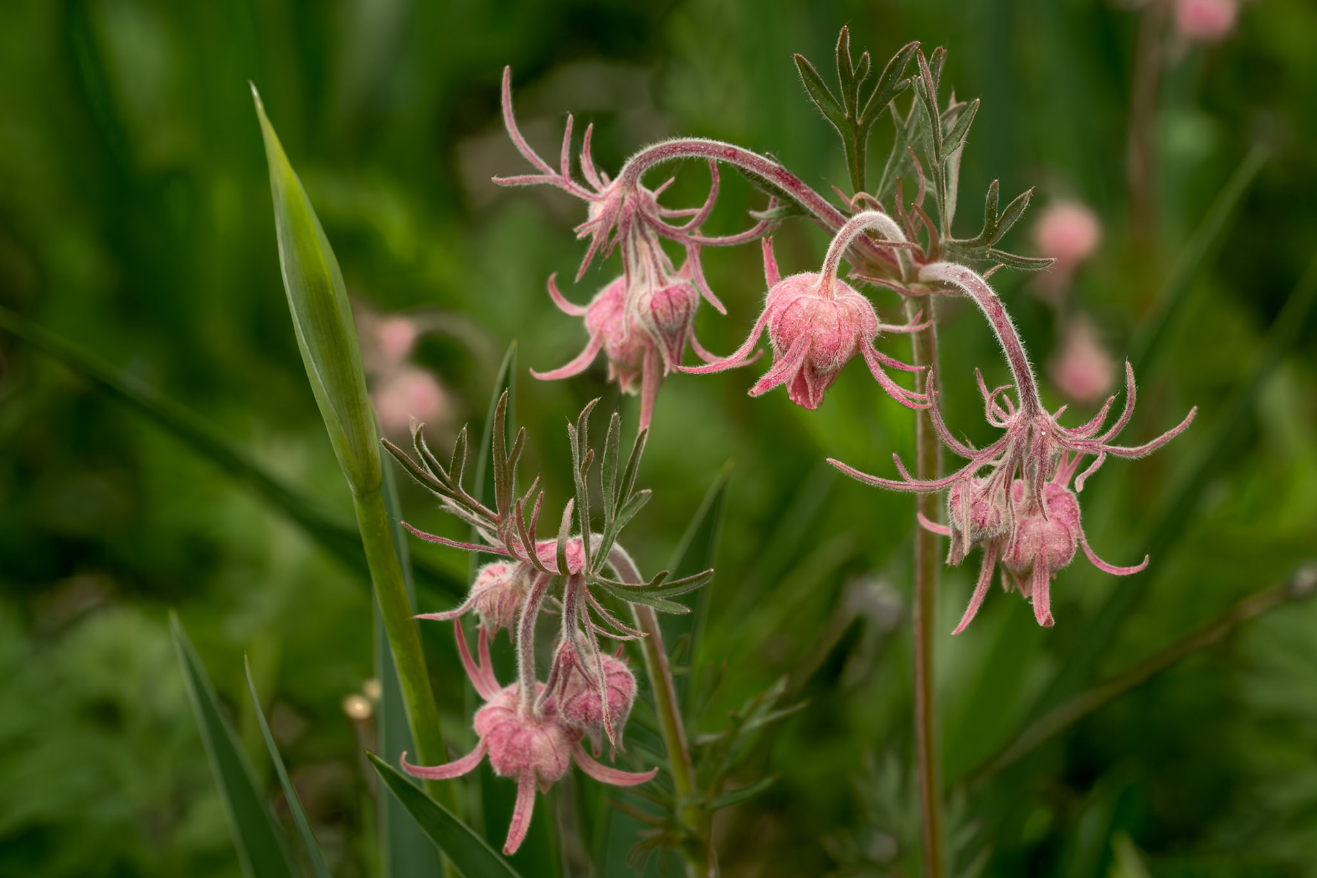 Prairie Smoke (Geum triflorum) | 13 June 2023 | Summit County, Colorado, United States | Nikon Z8 | 45 MP | Processed from RAW using Adobe Lightroom 13
