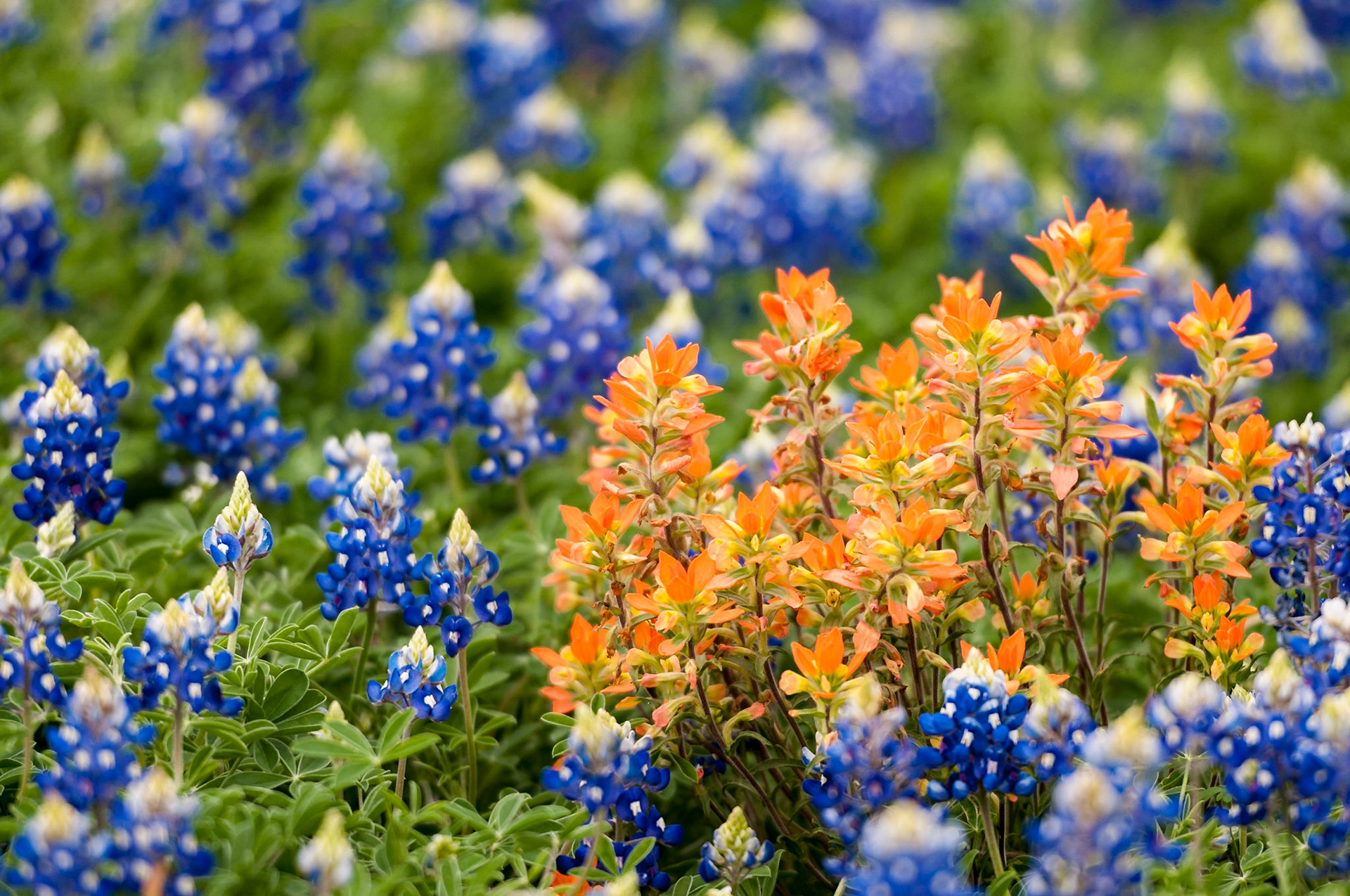 A clump of Texas paintbrush (Castilleja indivisa) stands out against the sea of blue and green formed by a field of Texas bluebonnets (Lupinus texensis).Date: 29 March 2013Location: Whitehall, Texas, United StatesOriginal resolution: 12 MPProcessing: Processed from RAW using Adobe Photoshop Lightroom Classic CC 7