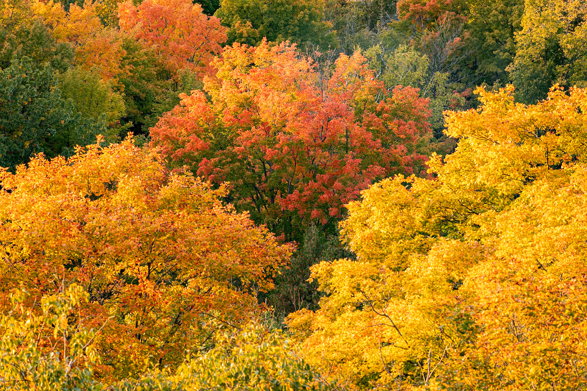 We were a little early for fall foliage in Door County, but Peninsula State Park had pockets of color. I photographed this view from the bluff along Skyline Road, looking down into the trees.Date: 9 October 2022Location: Peninsula, State Park, Wisconsin, United StatesOriginal resolution: 45 MPProcessing: Processed from RAW using Adobe Photoshop Lightroom Classic 12
