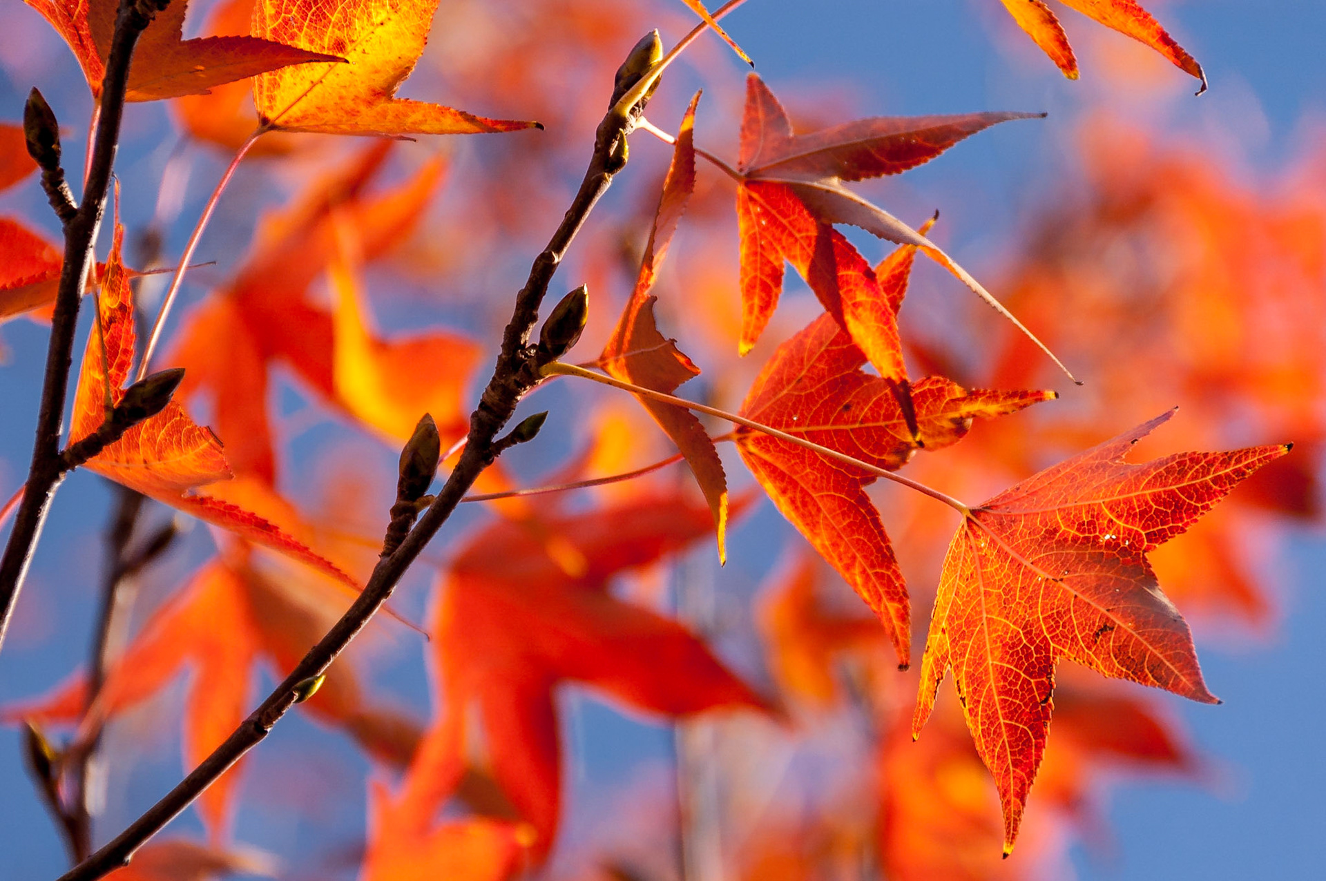 American Sweetgum (Liquidambar styraciflua)