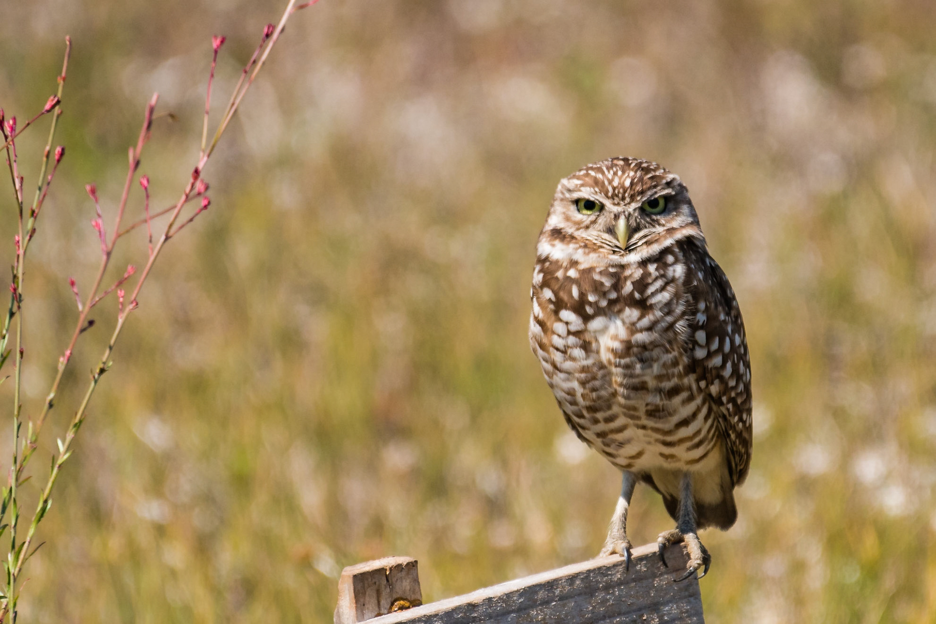 Cape Coral is famous for its burrowing owls. We stopped by Rotary Park Environmental Center to get a lead on where to find them. Our first location had burrows but no owls. Based on an older map published by the city, I realized that most city properties had burrows. We found this owl on a sandy, vacant lot across the street from a small park. It's probably a male since they tend to guard the burrows in spring while the female is sitting on her eggs,Date: 17 March 2018Location: Cape Coral, Florida, United StatesOriginal resolution: 20 MPProcessing: Processed from RAW using Adobe Photoshop Lightroom Classic CC 7