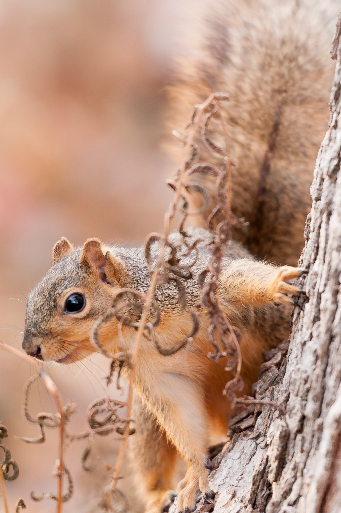 Fox squirrel (Sciurus niger)