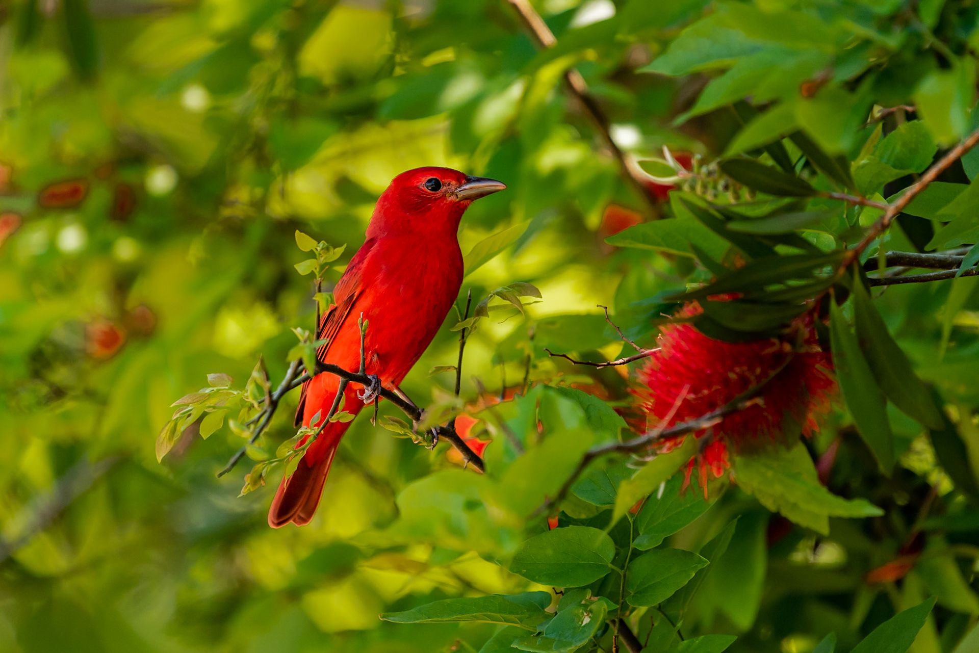 Date: 23 April 2018Location: High Island, Texas, United StatesOriginal resolution: 20 MPProcessing: Processed from RAW using Adobe Photoshop Lightroom 6