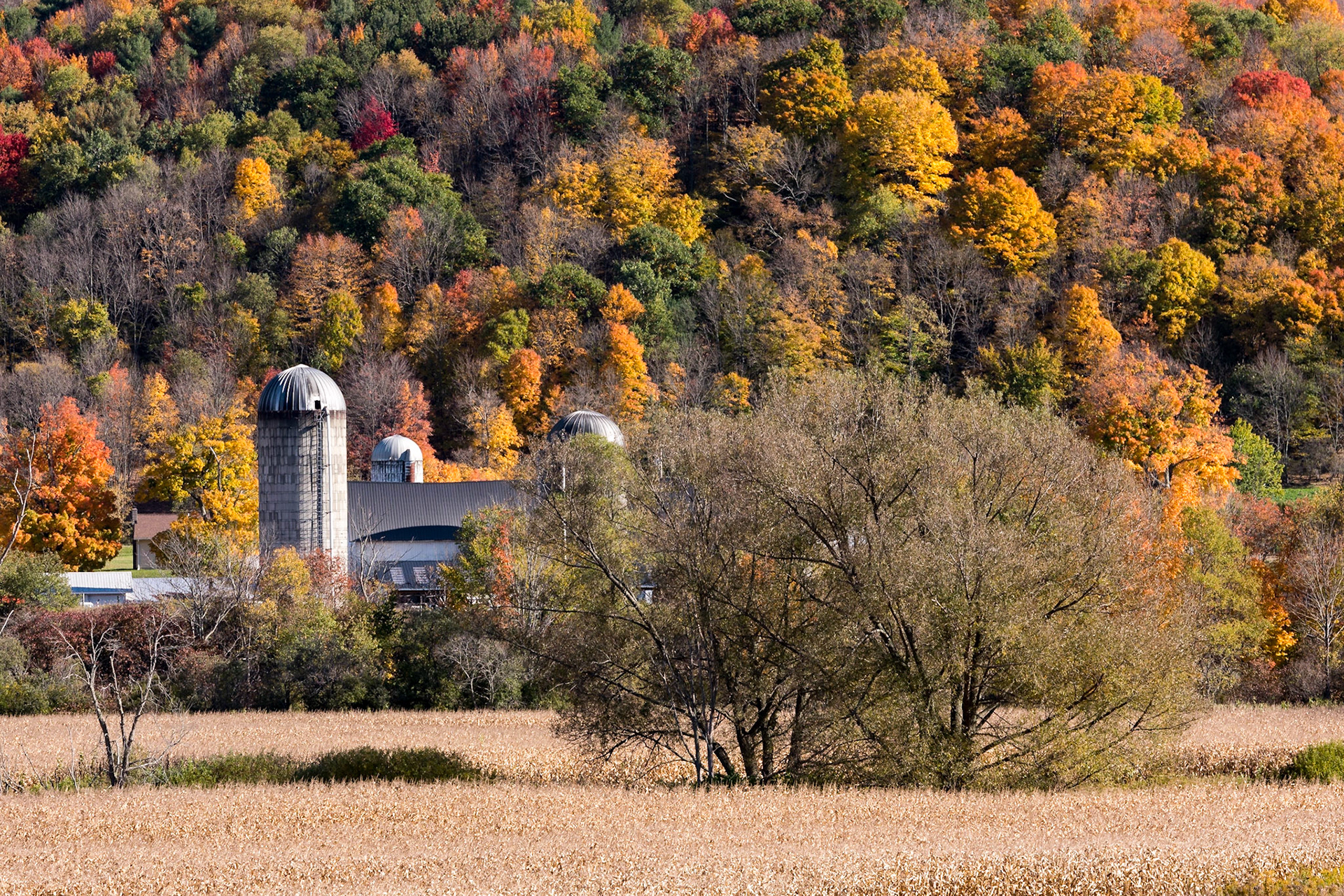 This farm in the Catskills was positioned perfectly between in the valley along the west branch of the Delware River and a small peak behind it. The corn stalks and the trees provide two distinct textures to the image.Date: 14 October 2016Location: Kortright, New York, United StatesOriginal resolution: 36 MPProcessing: Processed from RAW using Adobe Photoshop Lightroom 6