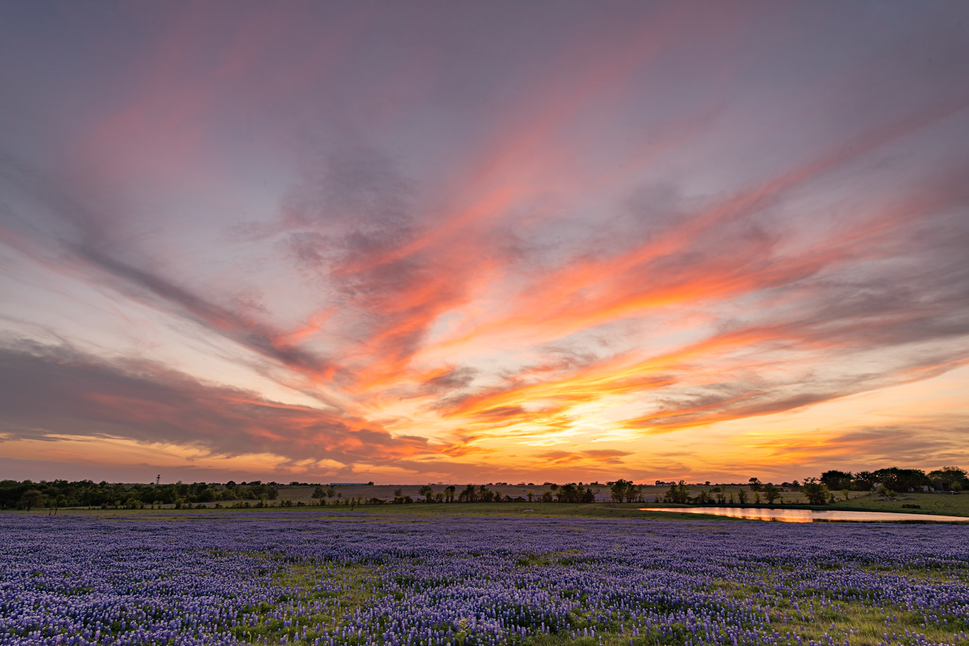 I was photographing this field of bluebonnets along Texas FM 50 between Brenham and Independence during the golden hour and was rather frustrated by the clouds that had formed at the horizon. As sunset progressed, however, I could see that the sky after sunset would light up the cirrus and cirrostratus clouds. More than a few people pulled off the road to photograph the field when they saw me before sunset, but I was the only one left when the sky lit up after sunset.Date: 11 April 2021Location: Washington County, Texas, United StatesOriginal resolution: 45 MPProcessing: Processed from RAW using Adobe Photoshop Lightroom Classic 9