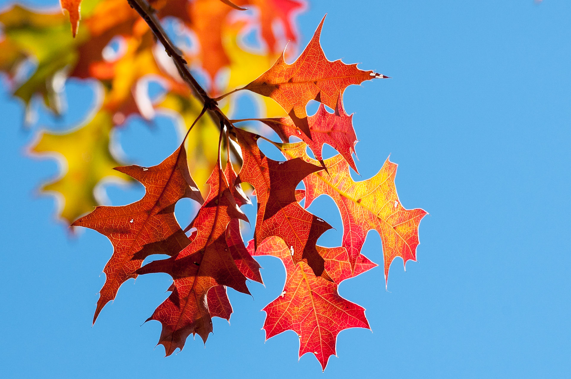 Shumard oak (Quercus shumardii)