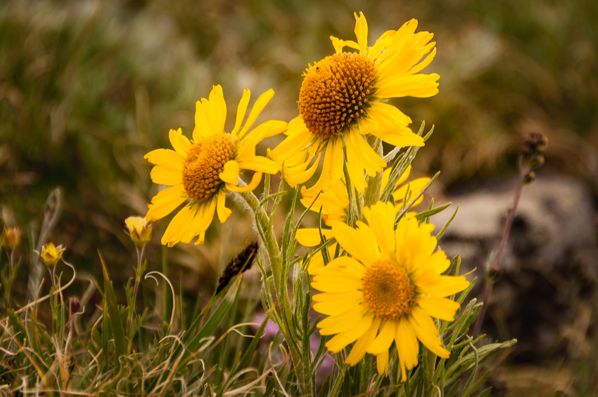 Alpine Sunflowers (Tetraneuris grandiflora)Date: 26 July 2010Location: Rocky Mountain National Park, Colorado, United StatesOriginal resolution: 12 MPProcessing: Processed from RAW using Adobe Photoshop Lightroom 6