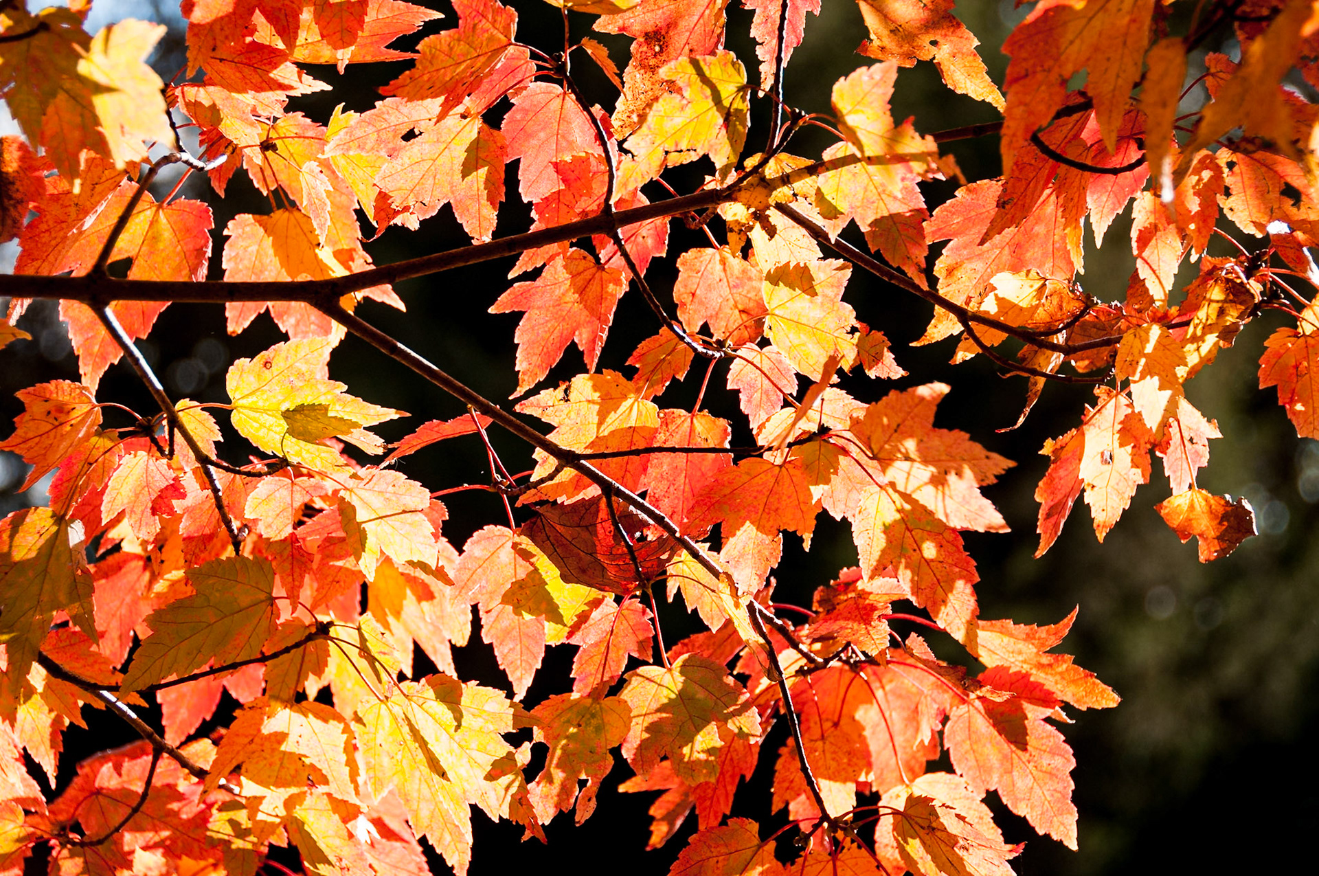 Date: 25 October 2012Location: Winston-Salem, North Carollina, United StatesOriginal resolution: 12 MPProcessing: Processed from RAW using Adobe Photoshop Lightroom 10