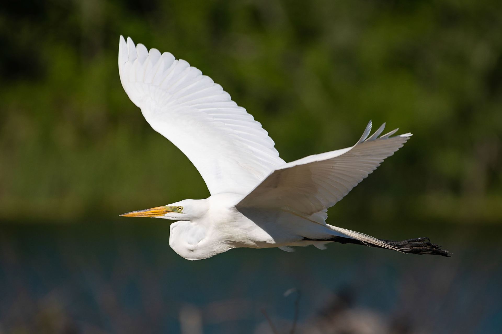 Date: 23 April 2018Location: High Island, Texas, United StatesOriginal resolution: 20 MPProcessing: Processed from RAW using Adobe Photoshop Lightroom 6