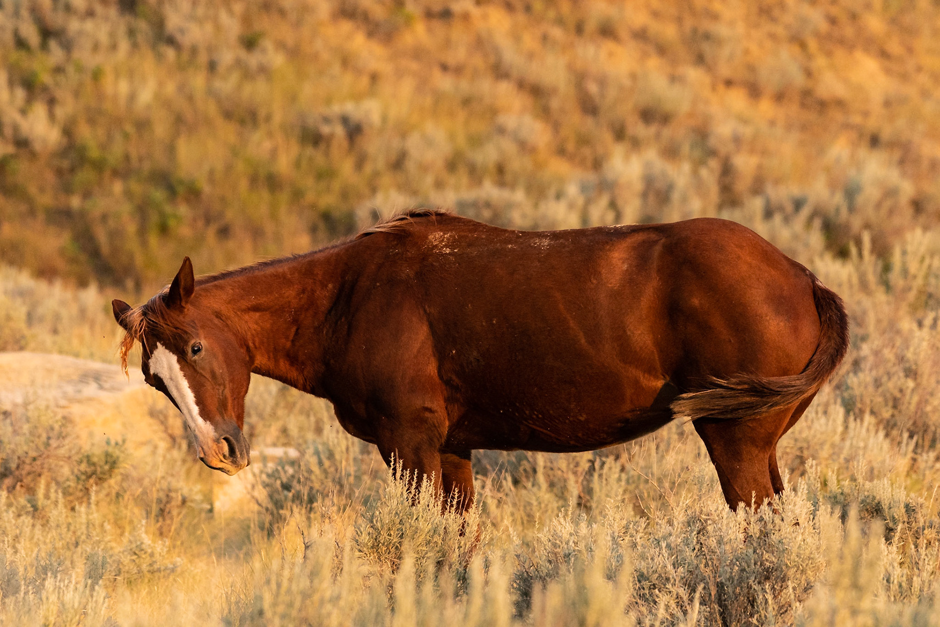 Theodore Roosevelt National Park is known for its wild horses. I spotted this one standing in the grass, not long before sunset.Date: 10 August 2018Location: Theodore Roosevelt National Park, North Dakota, United StatesOriginal resolution: 20 MPProcessing: Processed from RAW using Adobe Photoshop Lightroom 6