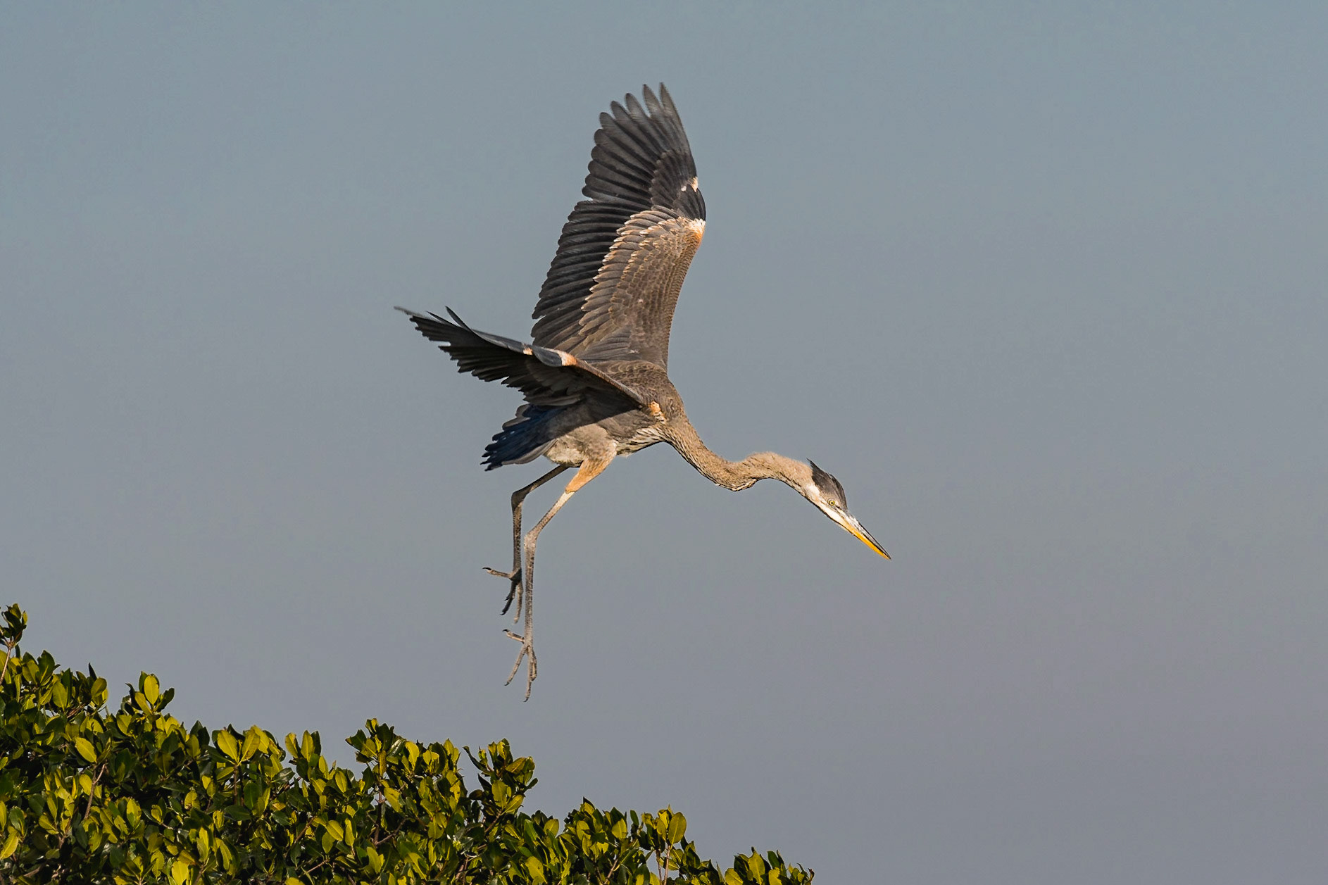 We were out on Tarpon Bay near the rookeries, and I spotted this Great Blue Heron looking like it ws about to fly off. Instead, it made a short hop, and I caught it in mid-air.Date: 15 March 2018Location: Sanibel, Florida, United StatesOriginal resolution: 20 MPProcessing: Processed from RAW using Adobe Photoshop Lightroom 6