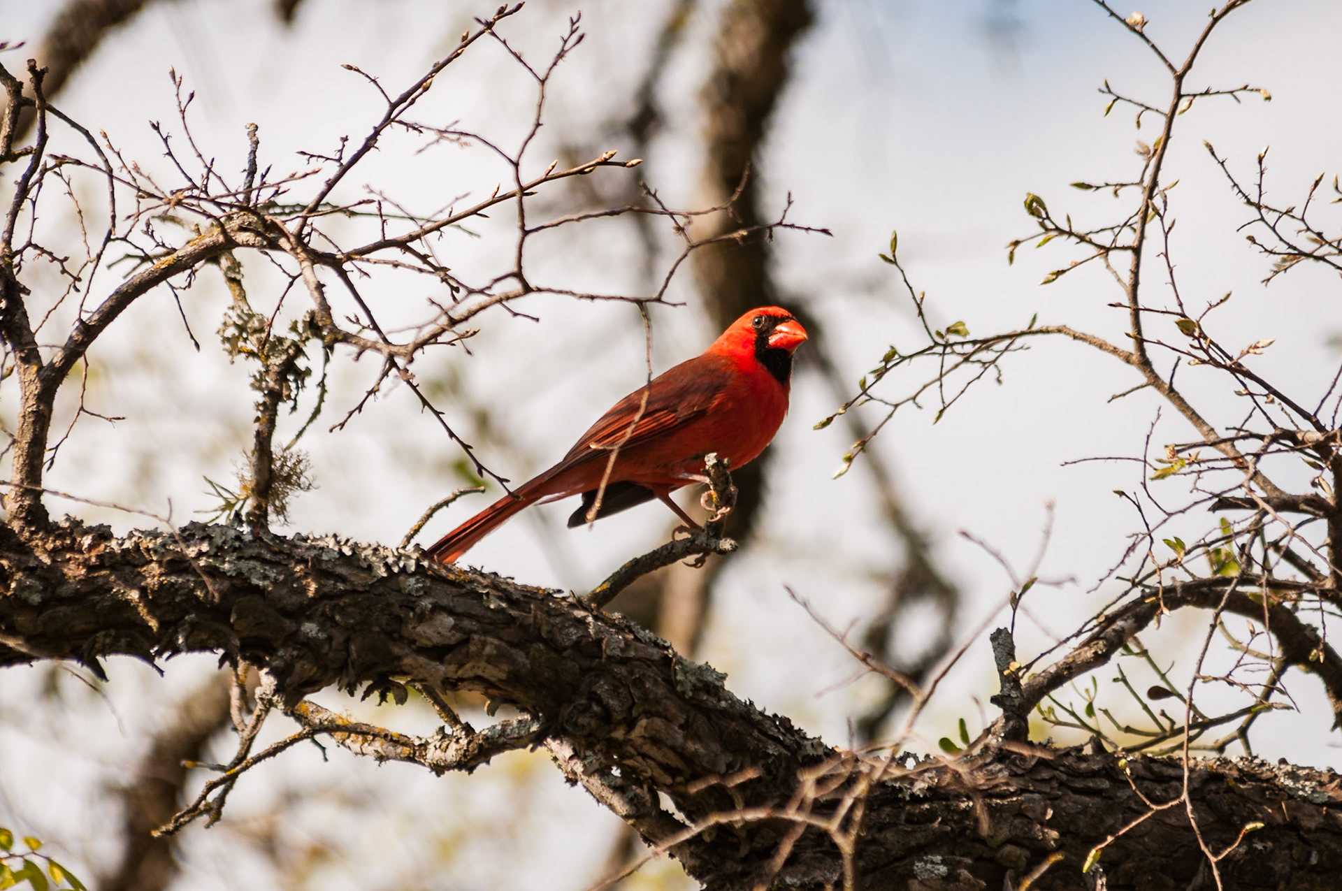 Date: 25 March 2011Location: Longhorn Cavern State Park, Texas, United StatesOriginal resolution: 12 MPProcessing: Processed from RAW using Adobe Photoshop Lightroom Classic CC 7