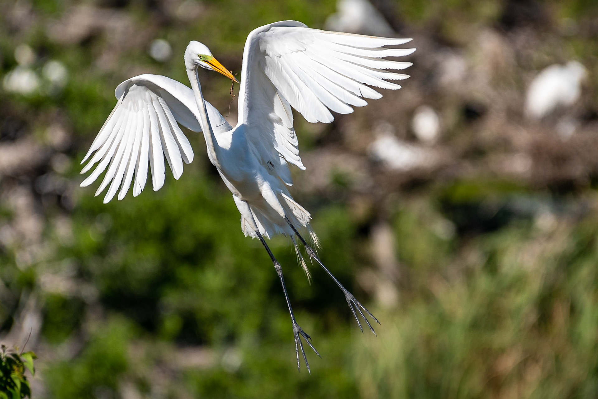 While this egret appears to be jumping up, it's actually trying to land with nesting material in its mouth. The high wind speeds on this particular day  forced large birds like egrets to create a lot of drag with their bodies so that they could control their landings.Date: 19 April 2019Location: High Island, Texas, United StatesOriginal resolution: 20 MPProcessing: Processed from RAW using Adobe Photoshop Lightroom Classic CC 8
