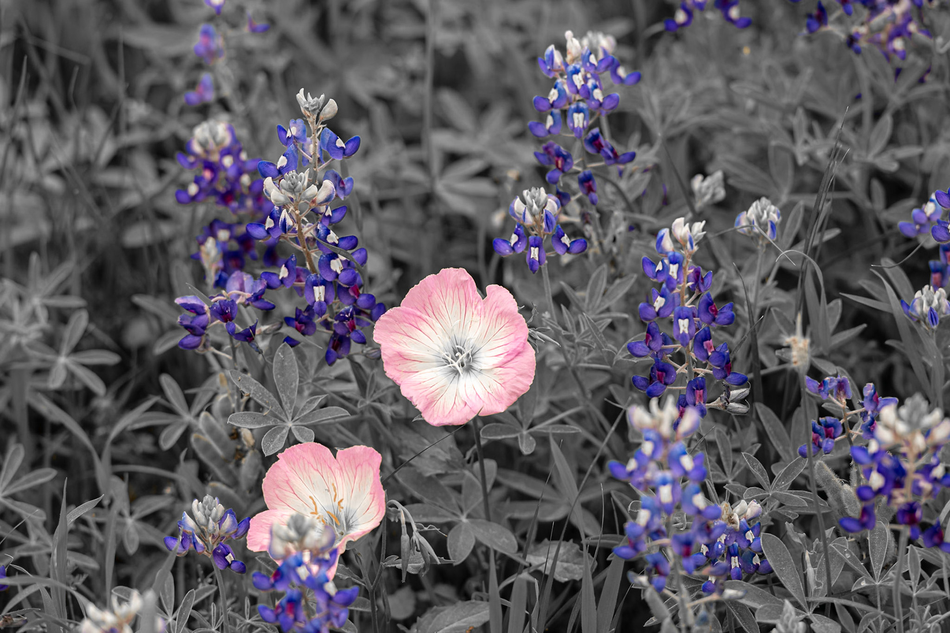 Date: 10 April 2022Location: Independence, Texas, United StatesOriginal resolution: 45 MPProcessing: Processed from RAW using Adobe Photoshop Lightroom Classic 11