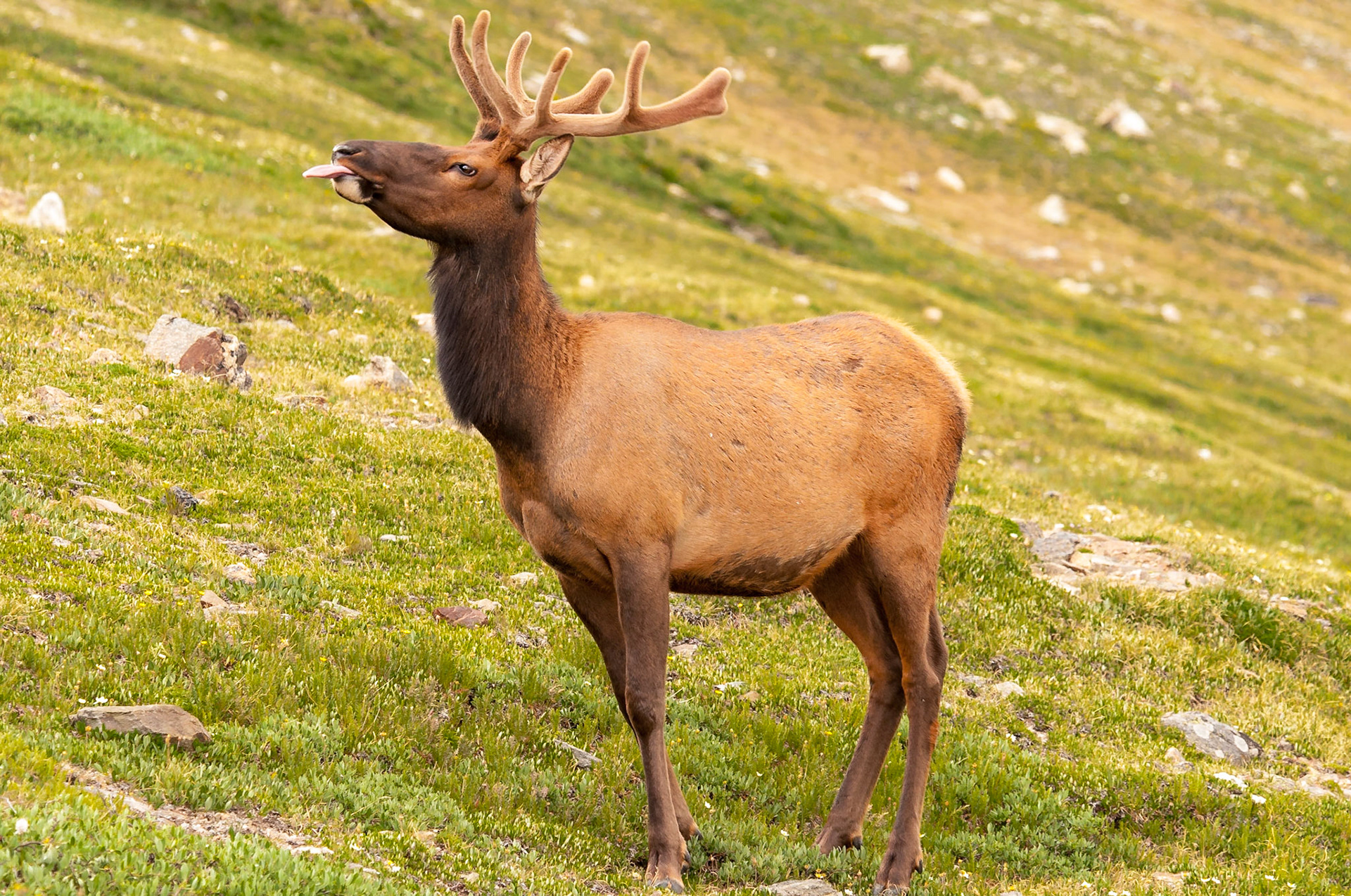 A young Rocky Mountain Elk (Cervus canadensis nelsoni) bull sticks his tongue out while grazing in Rocky Mountain National Park.Date: 26 July 2010Location: Rocky Mountain National Park, Colorado, United StatesOriginal resolution: 12 MPProcessing: Processed from RAW using Adobe Photoshop Lightroom 6
